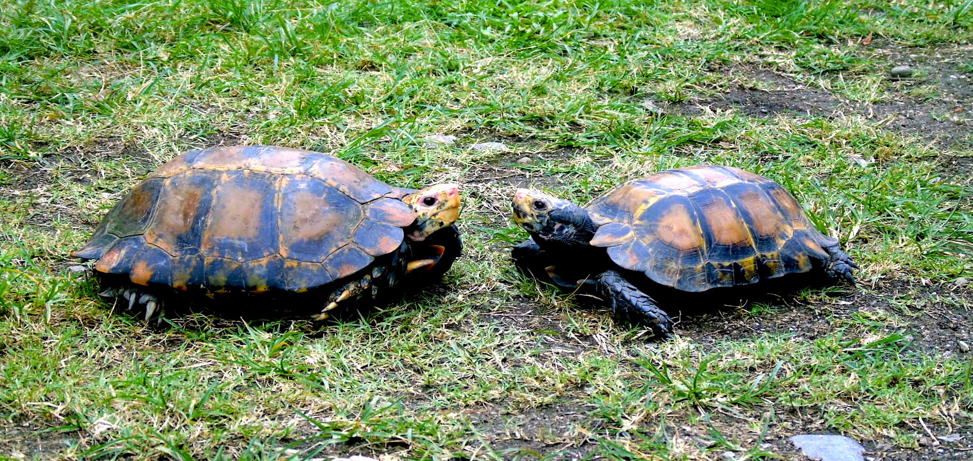 arunachal-pradesh-impressed-tortoise-female-on-left-and-male-right