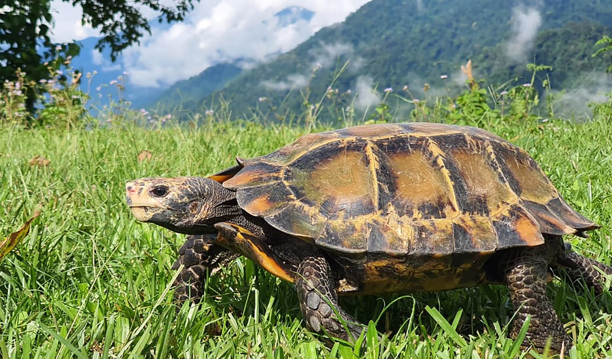 A Hidden Life: The Impressed Tortoise in Central Arunachal Pradesh