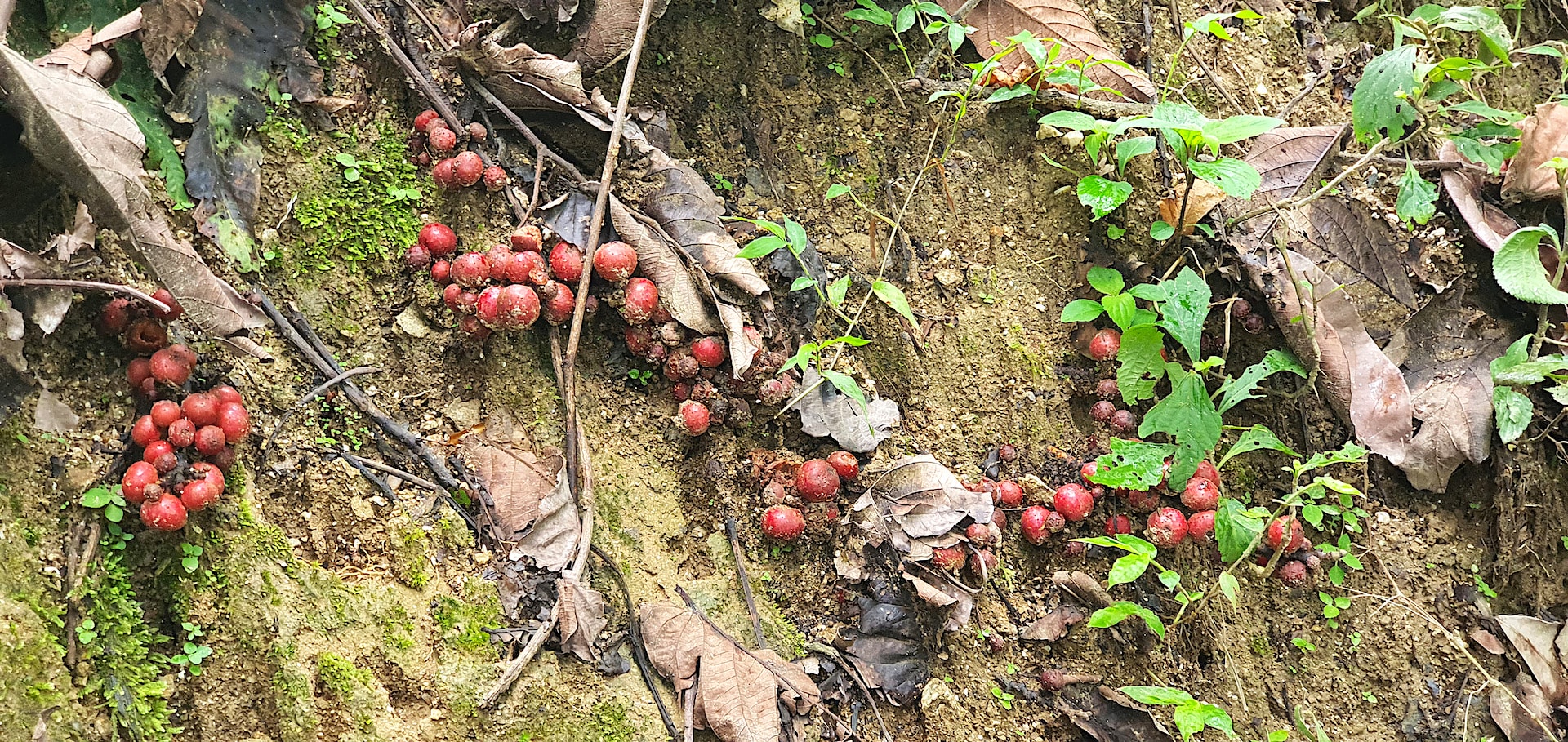 arunachal-pradesh-ripe-fig-fruits-on-forest-floor-food-for-impressed-tortoise