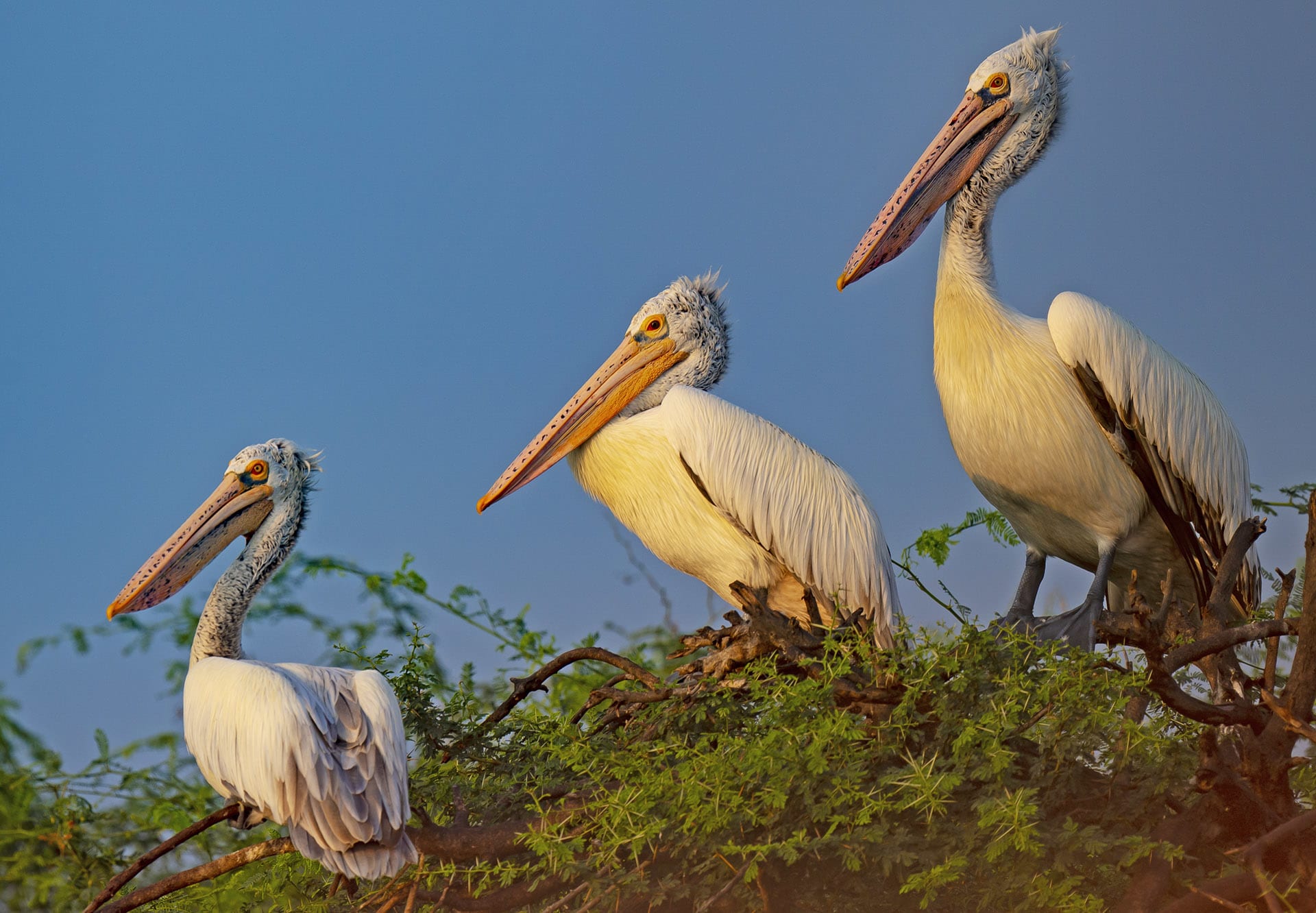 spot-billed pelicans at Kolleru Lake in Andhra Pradesh are threatened by excessive fishing and industrial pollution