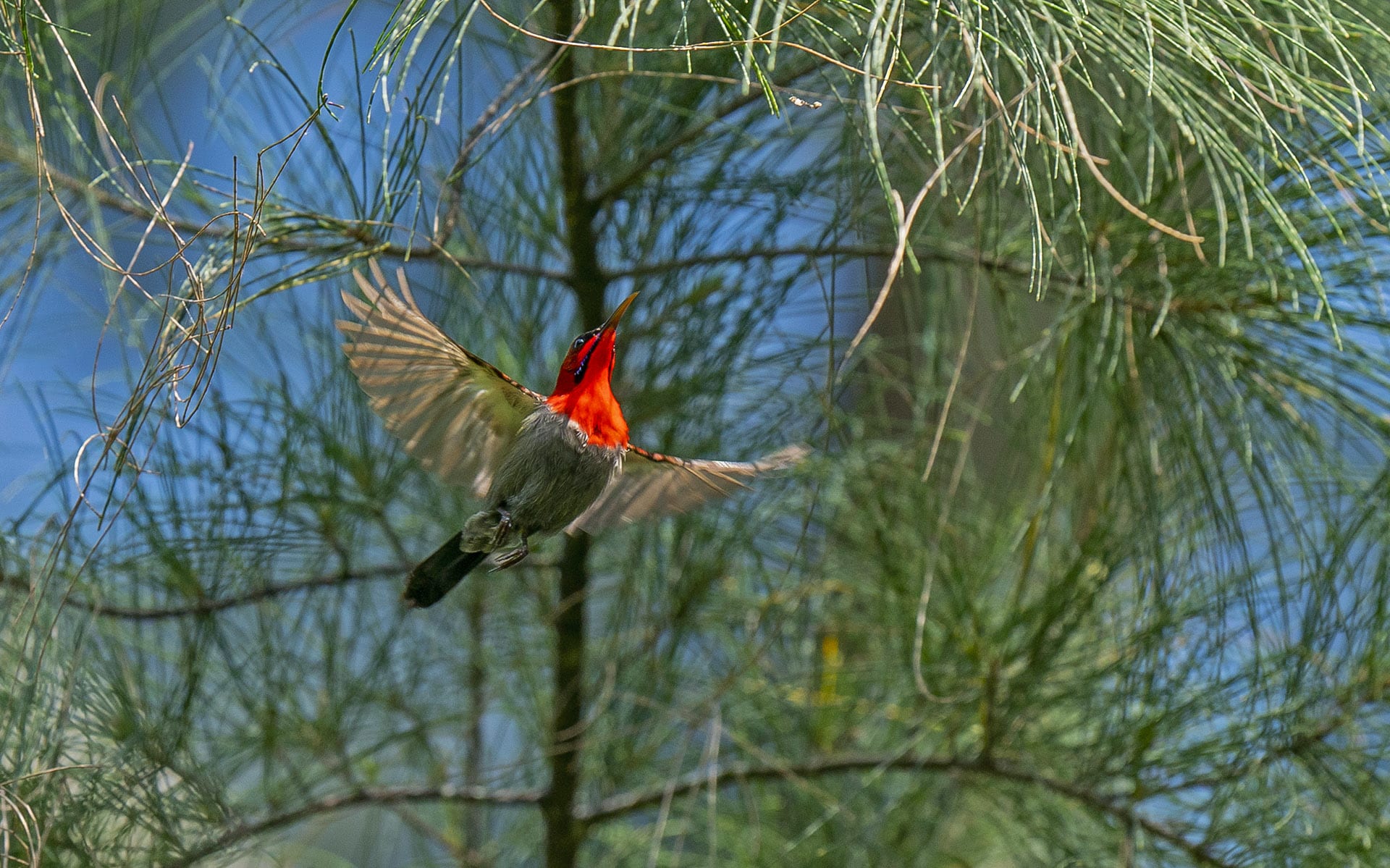 Crimson sunbird at Galathea
