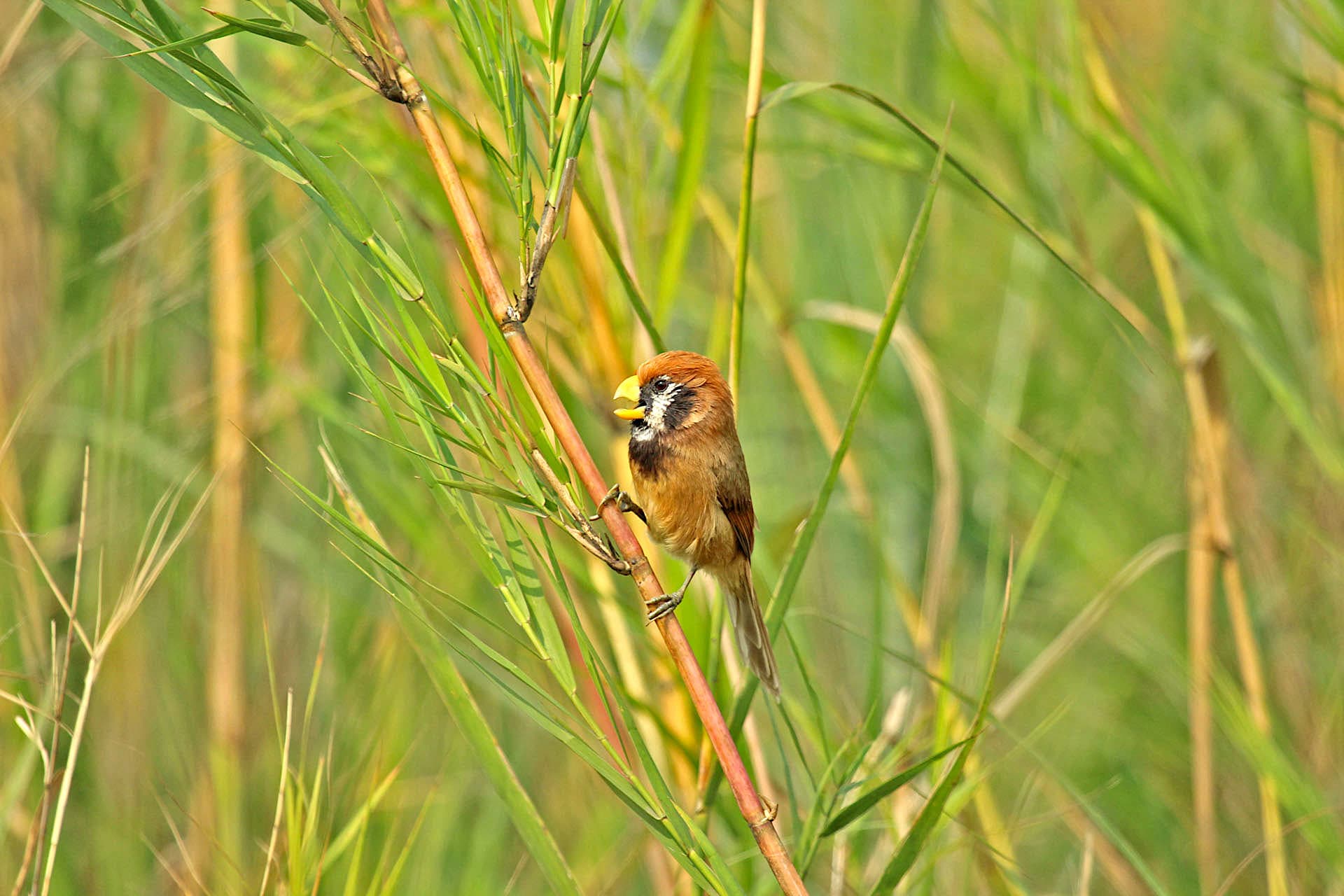 Black breasted parrotbill