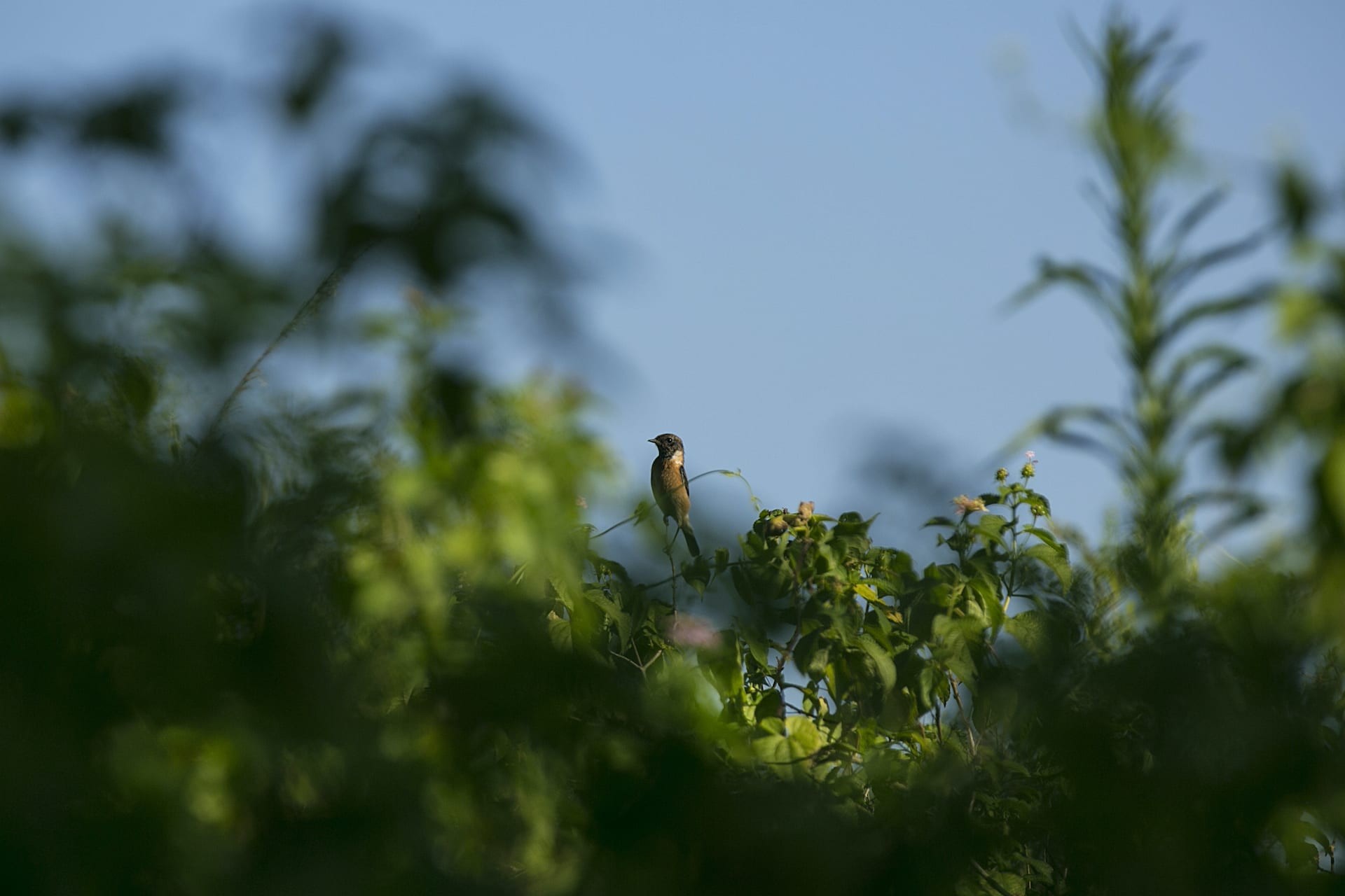White tailed stonechat