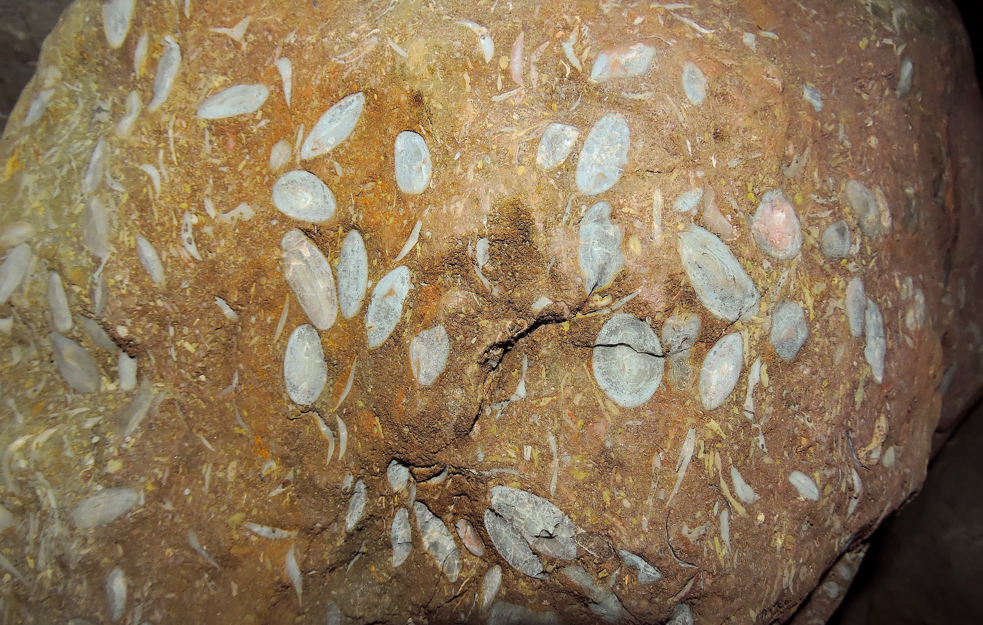 meghalaya-caves-formation-micro-fossils-foraminifera-on-rock