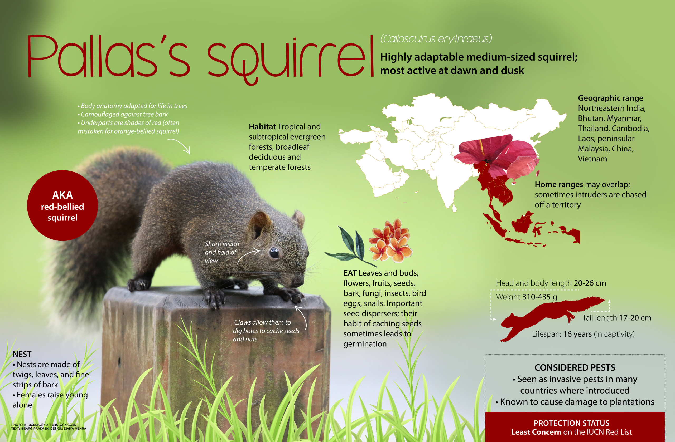 Pallas' Squirrel Facts, Lifespan and Behaviour RoundGlass Sustain