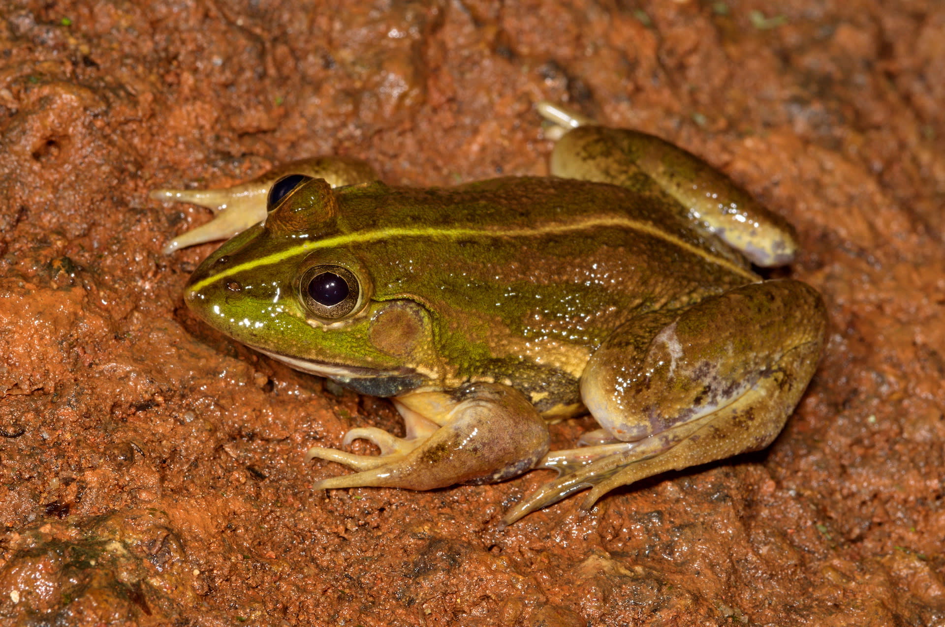 close up of karaavali skittering frog