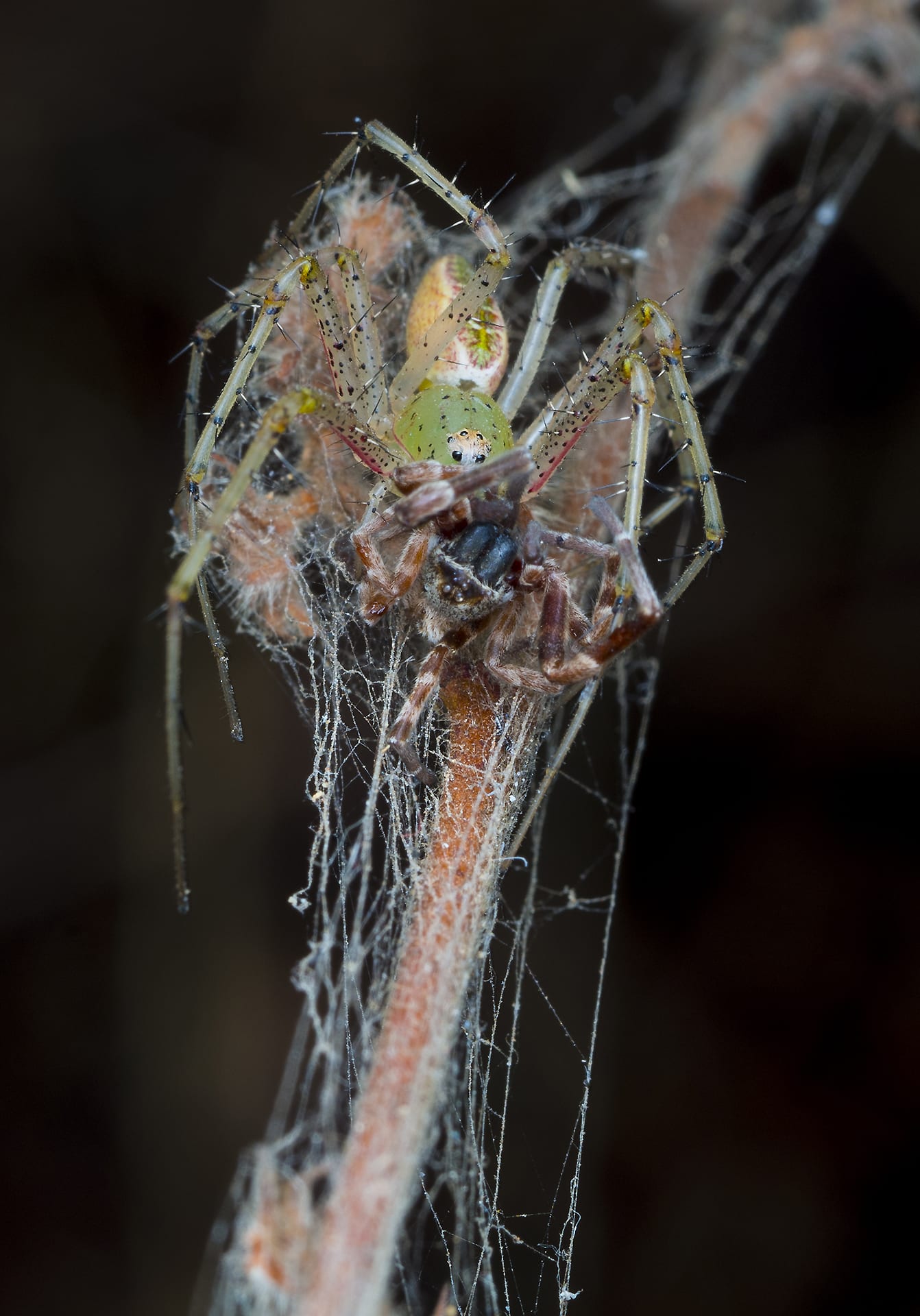 Lynx spider