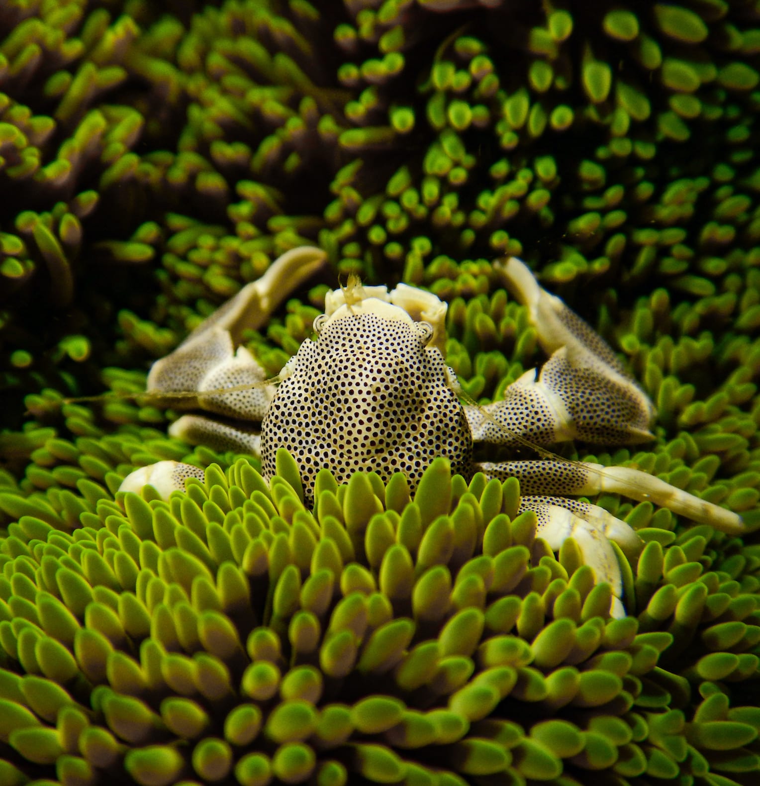 The spotted porcelain crab