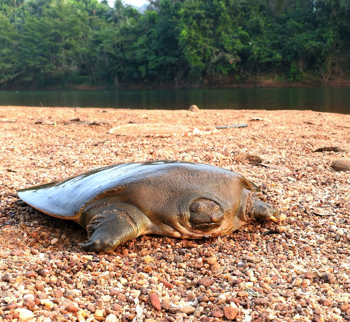 Vanishing Act: The Slow Decline of Cantor’s Giant Softshell Turtle
