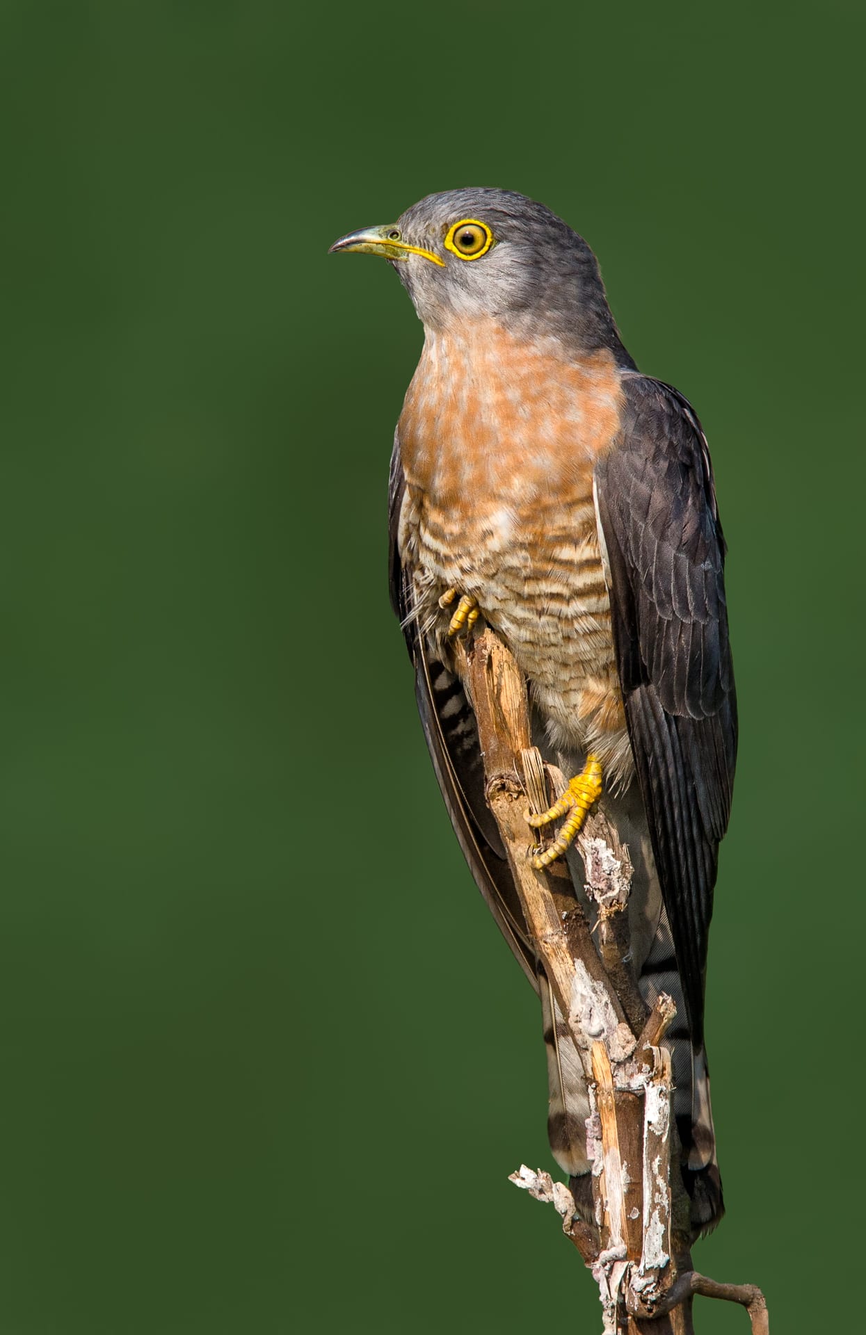 The common hawk-cuckoo’s plumage resembles that of the shikra (right), a bird of prey.