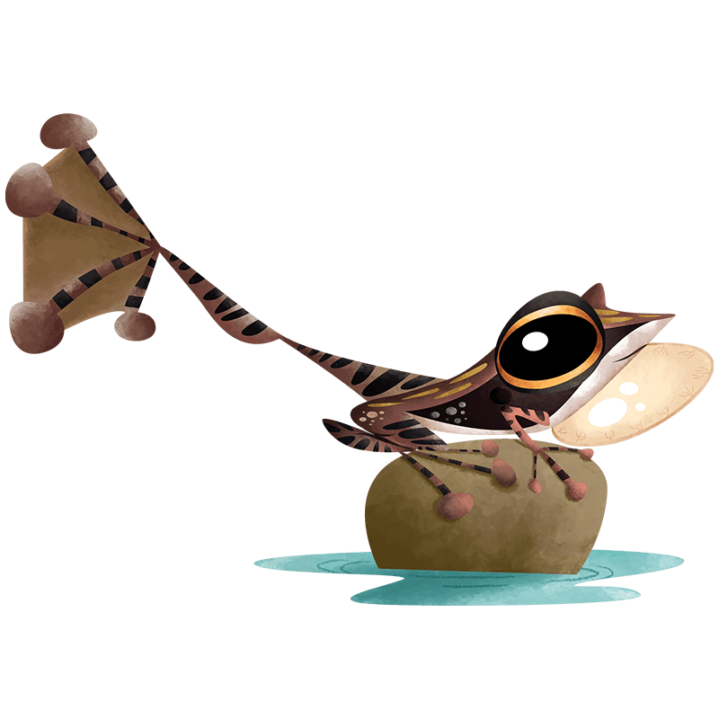 Kottigehar dancing frog