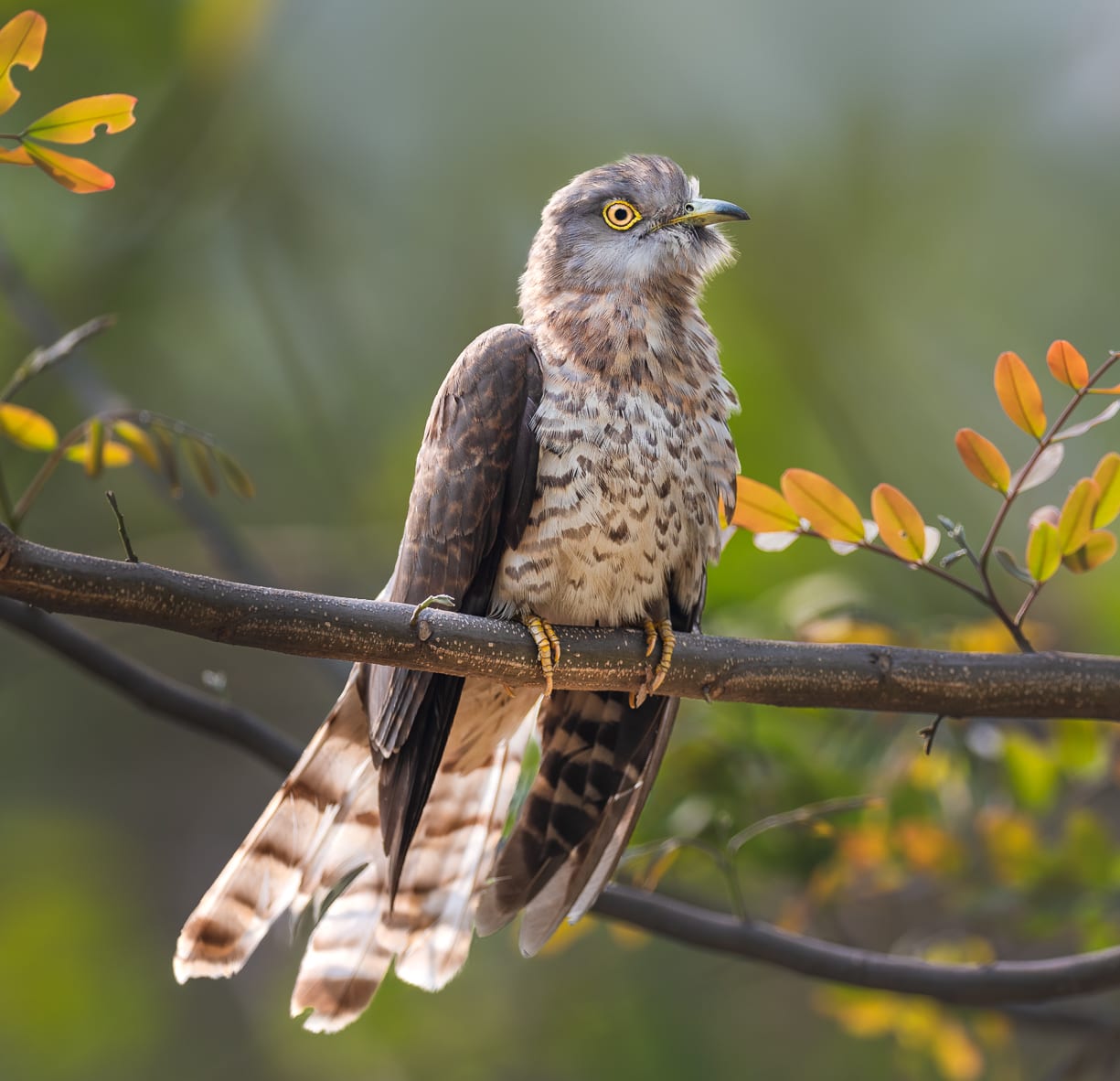 The Rousing Call of the Common Hawk-Cuckoo