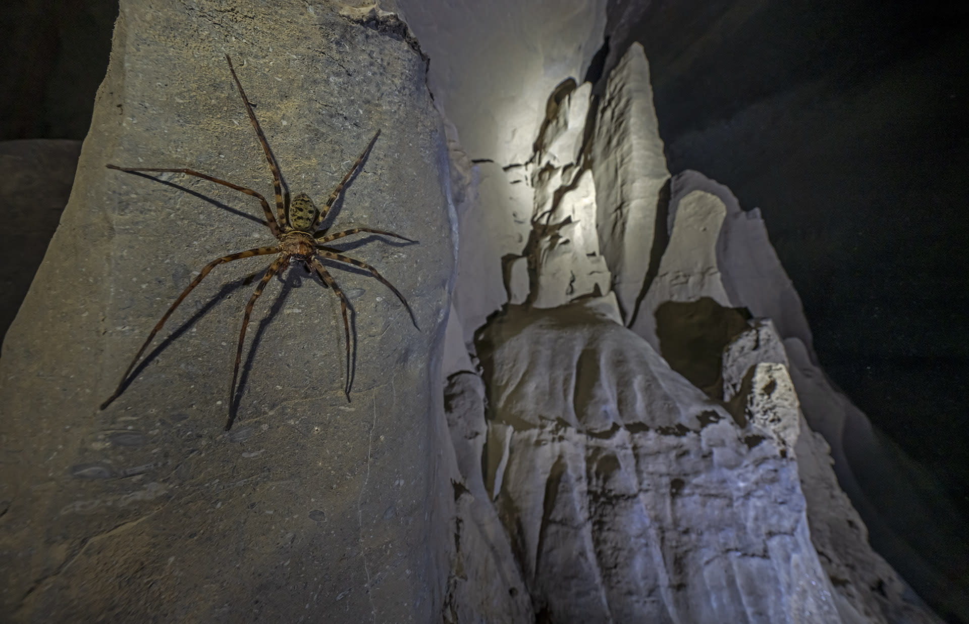 Giant hunstman spider in a cave near Lumsnang in Meghalaya