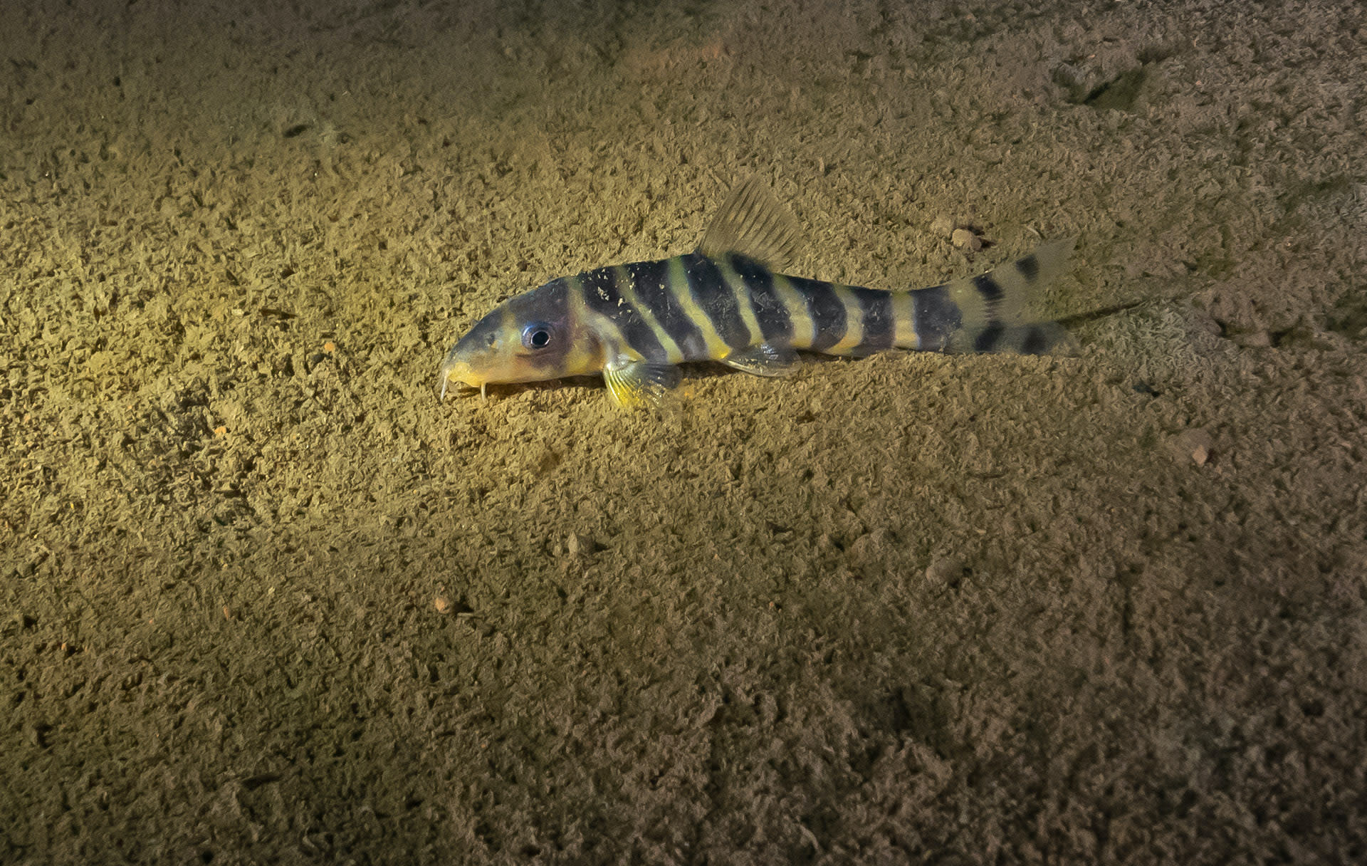 Bengal loach in a cave in Meghalaya