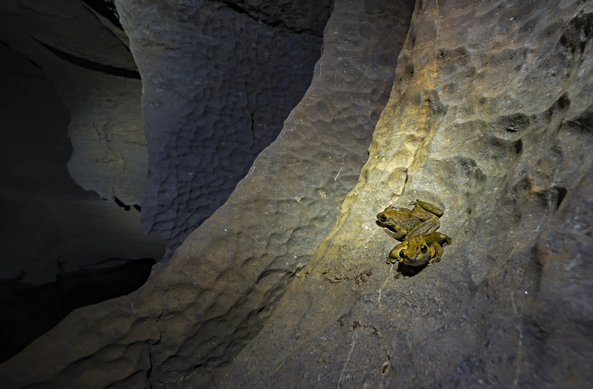 Life Without Light: Creatures of Meghalaya’s Caves