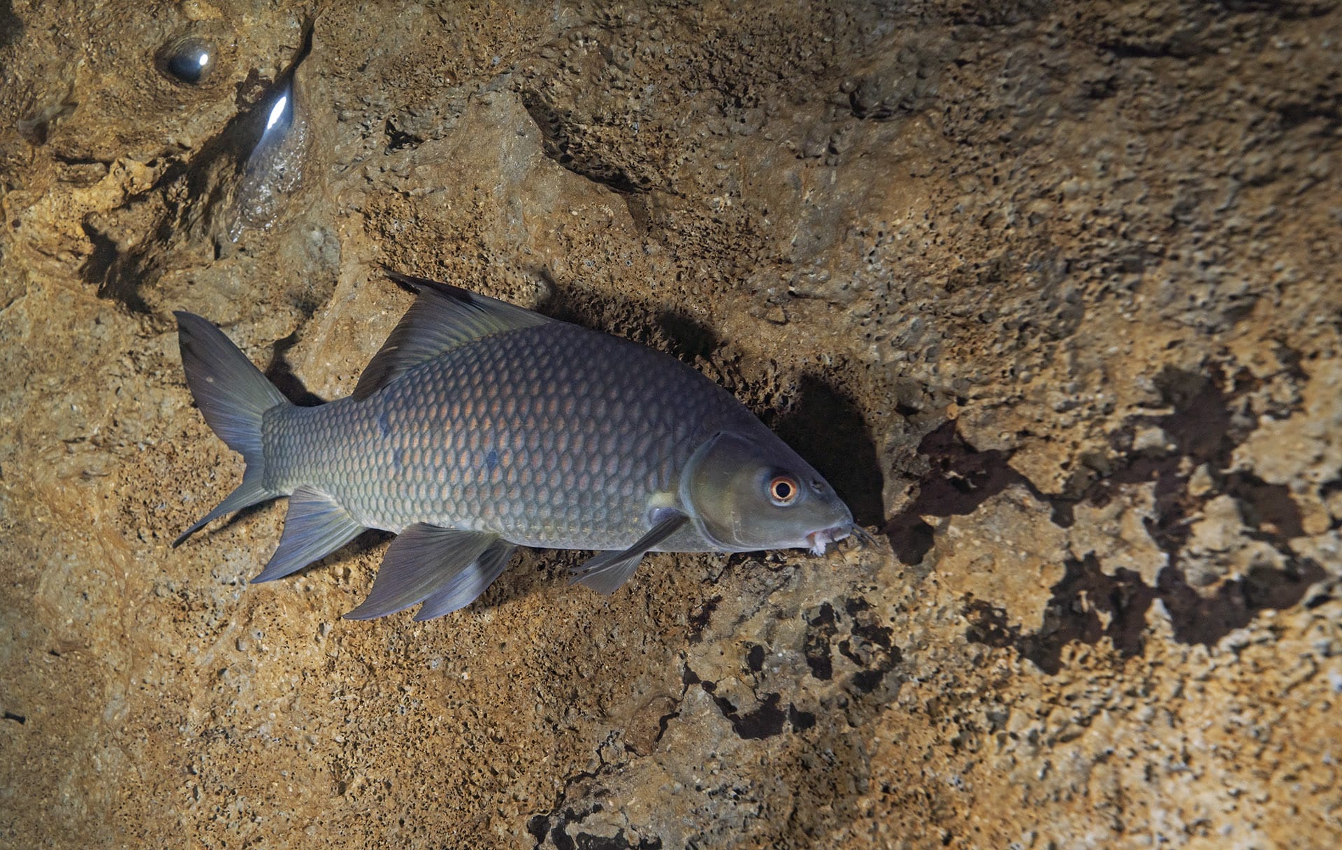 orangefin labeo fish in a cave in meghalaya