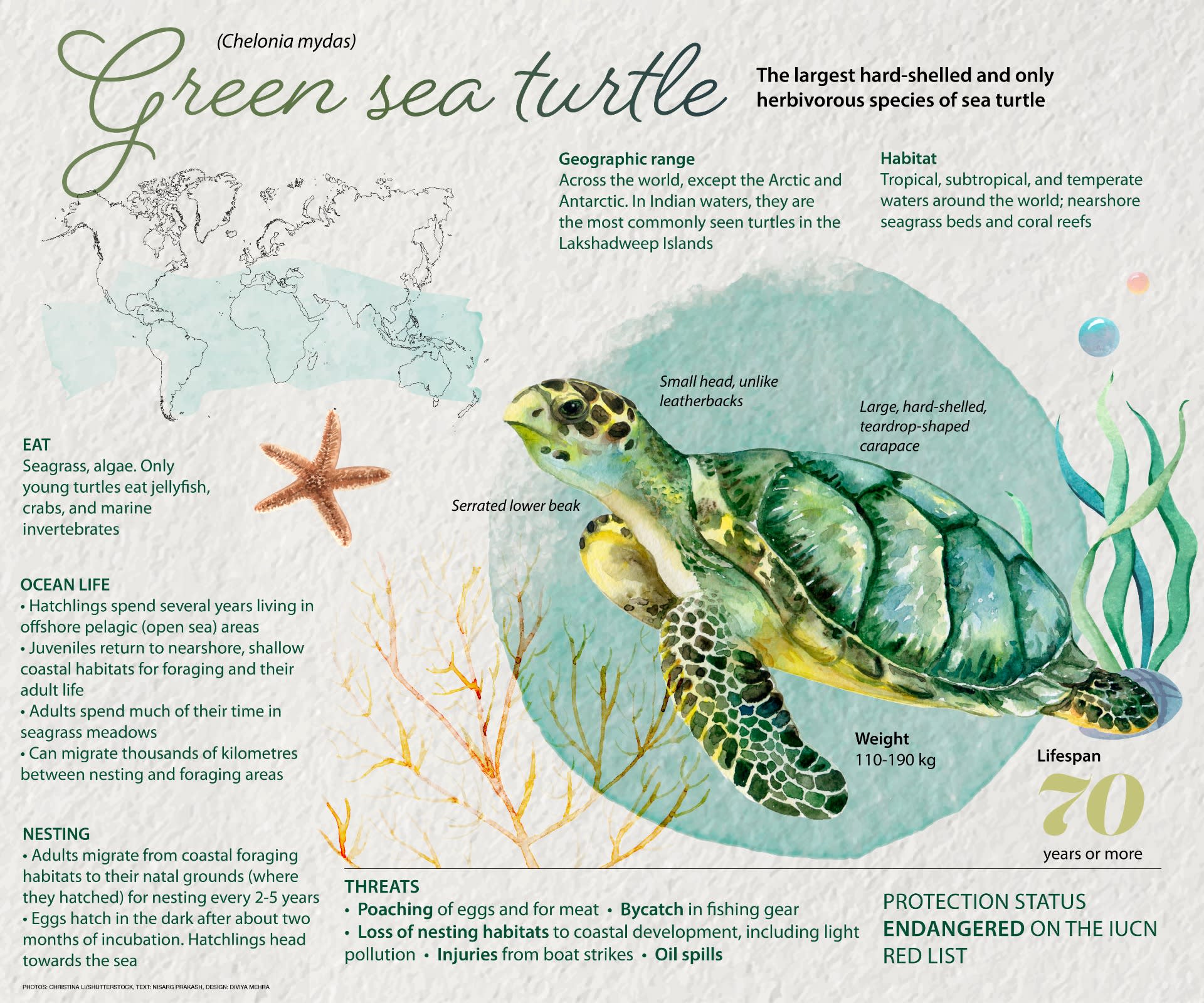 Facts About Sea Turtles Pictures Images For Kids - vrogue.co