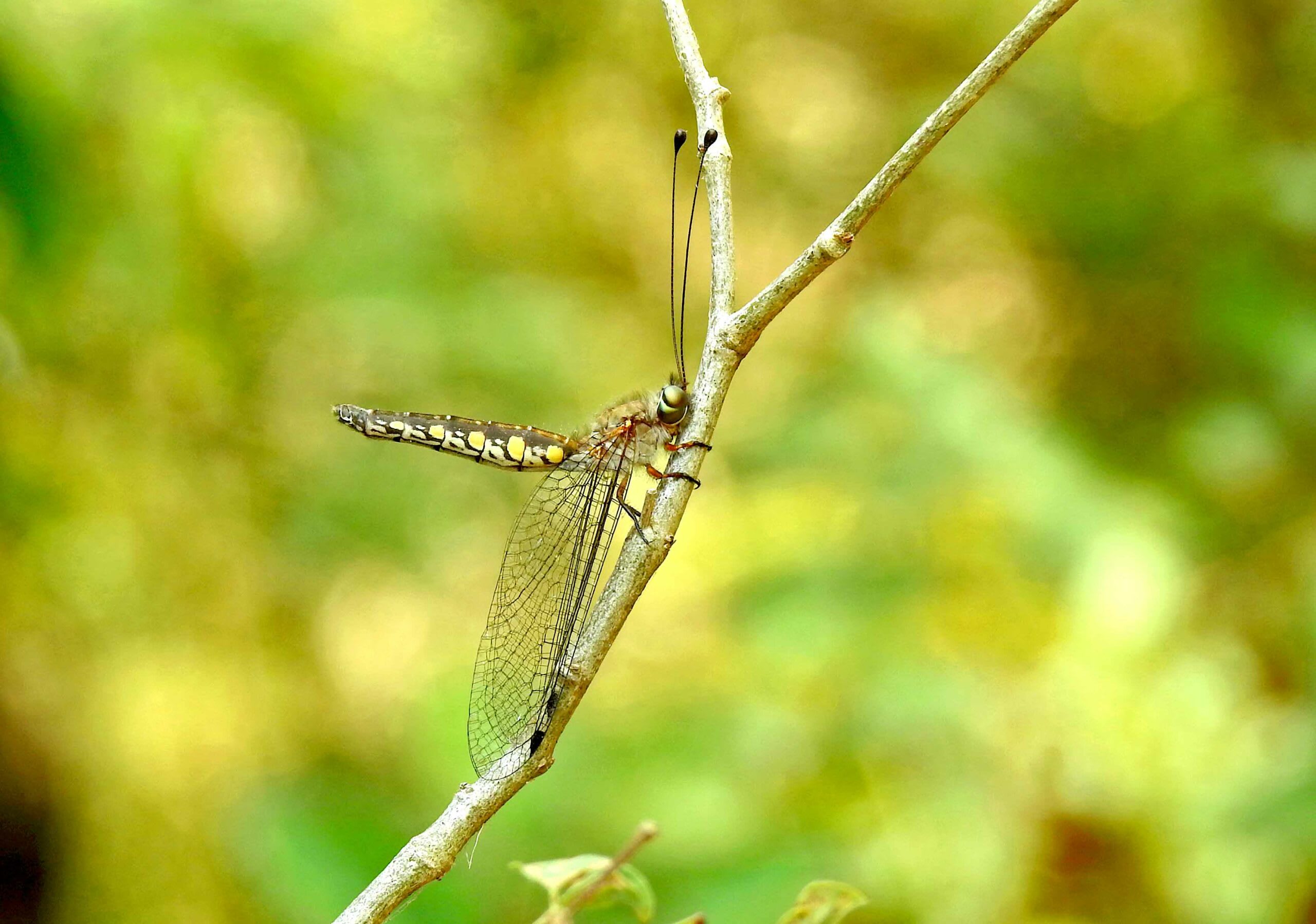The owlfly belong to the insect order Neuroptera and resemble odonates superficially. However, they have long antennae and holometabolous (complete) metamorphosis with terrestrial larvae. Odonates have what is known as hemimetabolous (incomplete) metamorphosis, where there is no pupal stage, and their larvae are aquatic