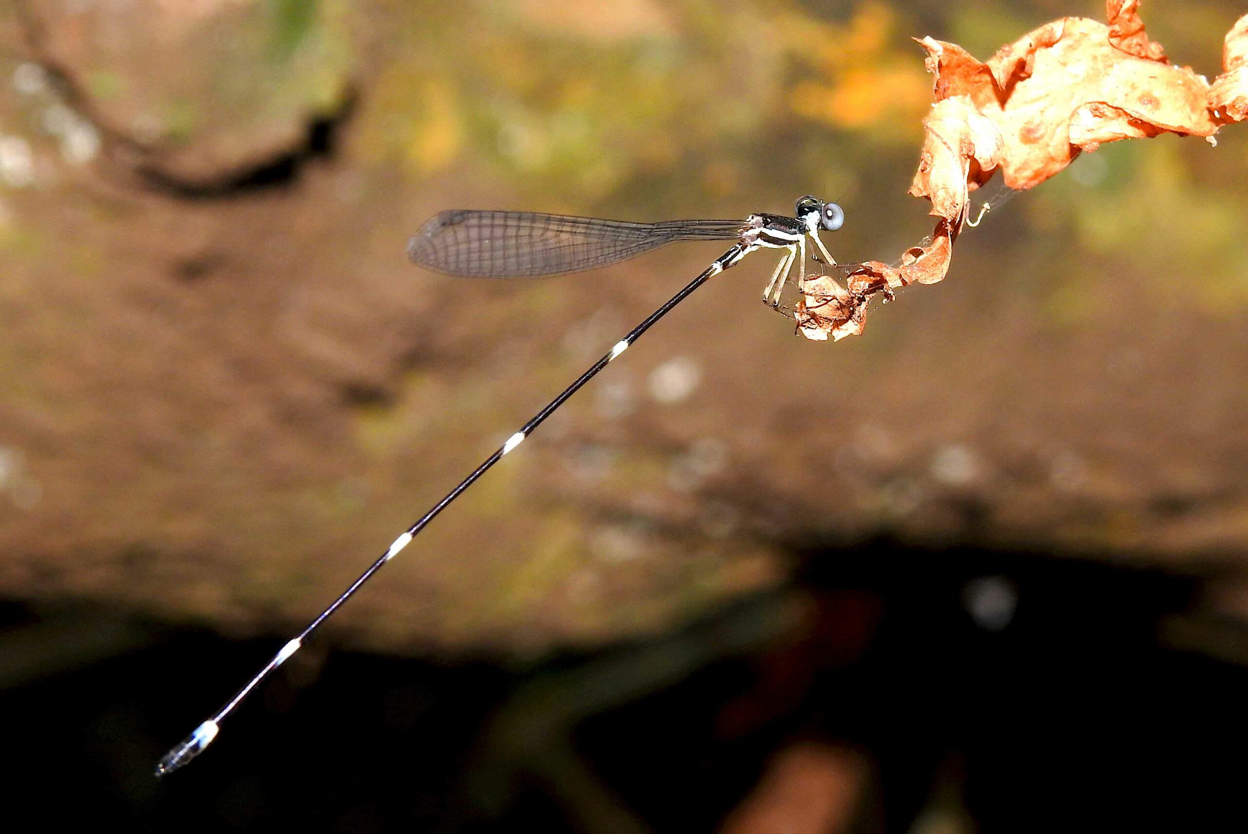 Blue-necked Reedtail: The Mysterious Damselfly
