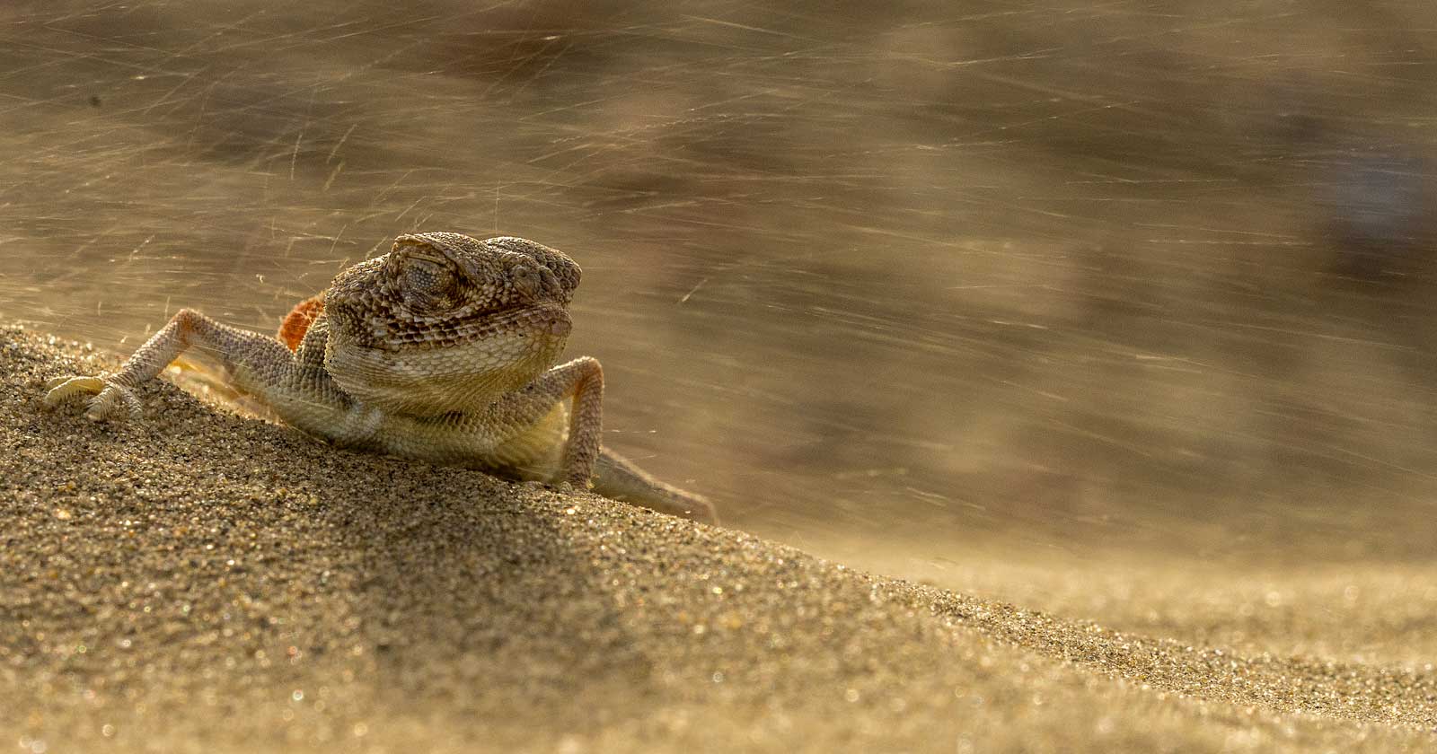 Among the smaller residents of the Thar is the toad-headed lizard (Bufoniceps laungwalaensis), an endemic species that camouflages perfectly against the sand. These lizards are one of several reptiles that inhabit the desert ecosystem. Other species include skinks, scorpions, sand snakes, and sand boas. Photo: Pallavi Laveti