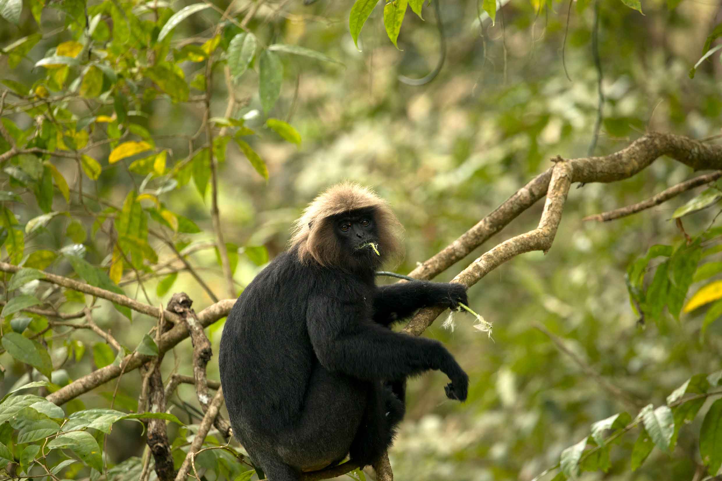 Nilgiri langur at Parambikulam
