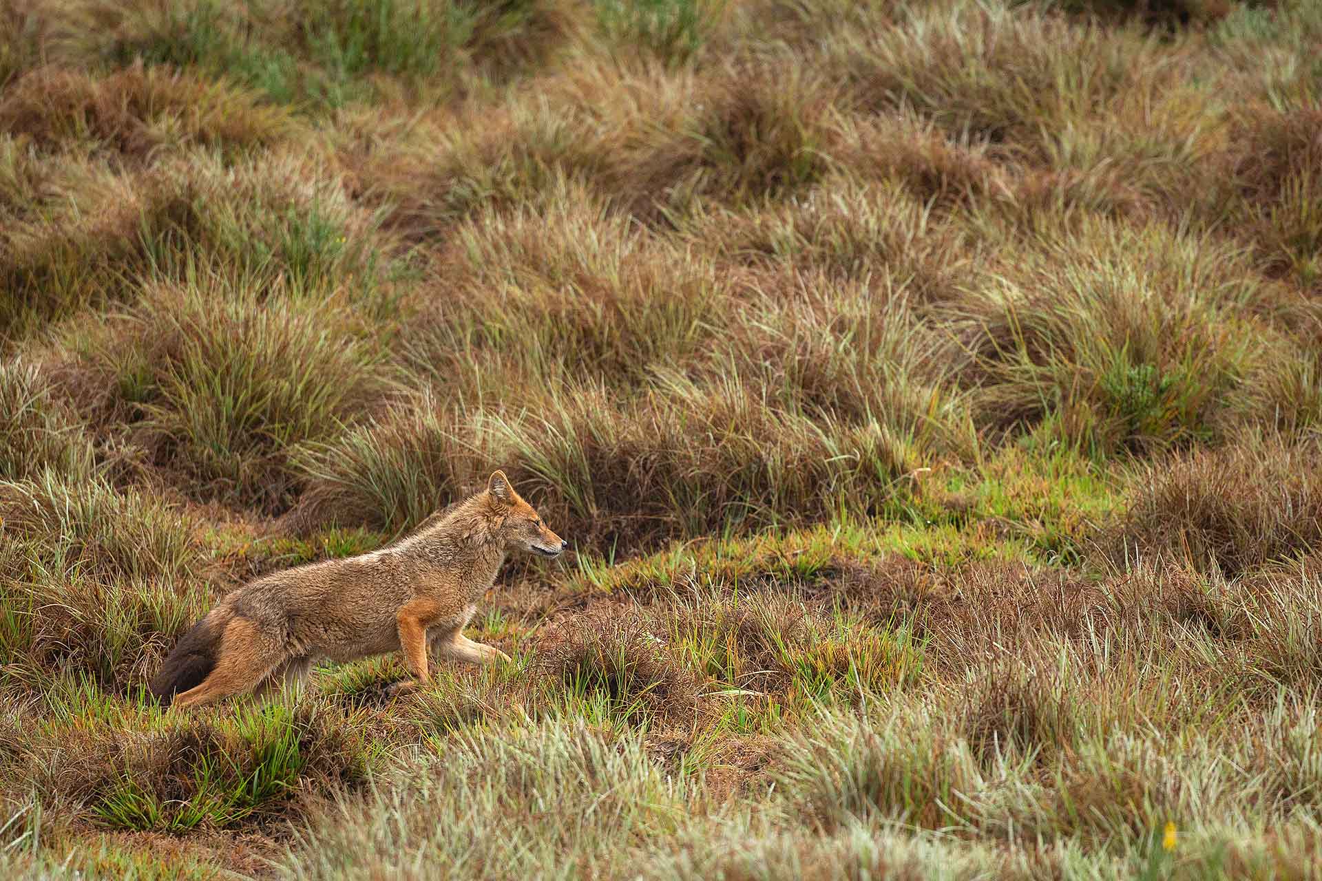 JACKAL ジャンク First golden jackal in Czech Republic may be first of many | Human