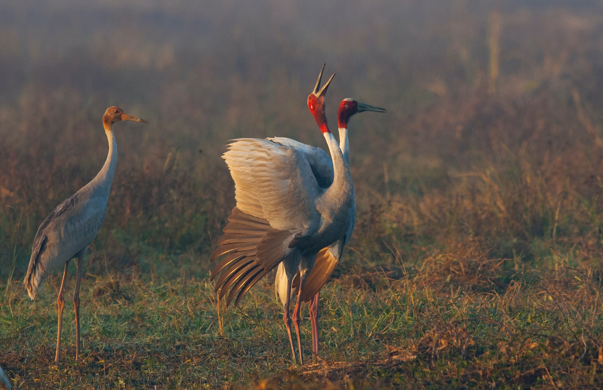 a-video-on-sarus-cranes-lifelong-romance-roundglass-sustain