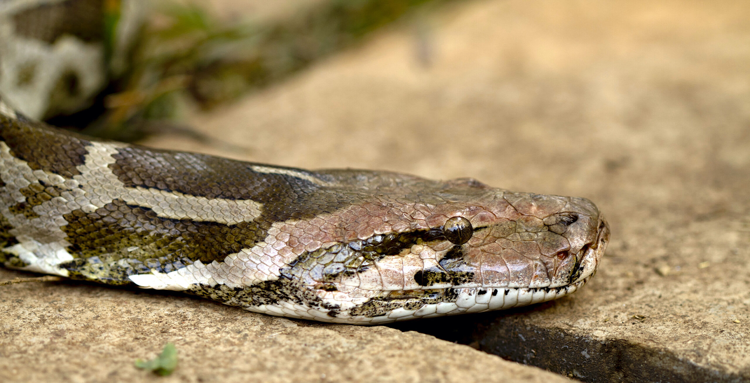 Indian Rock Python: Of Legends and Leather Bags