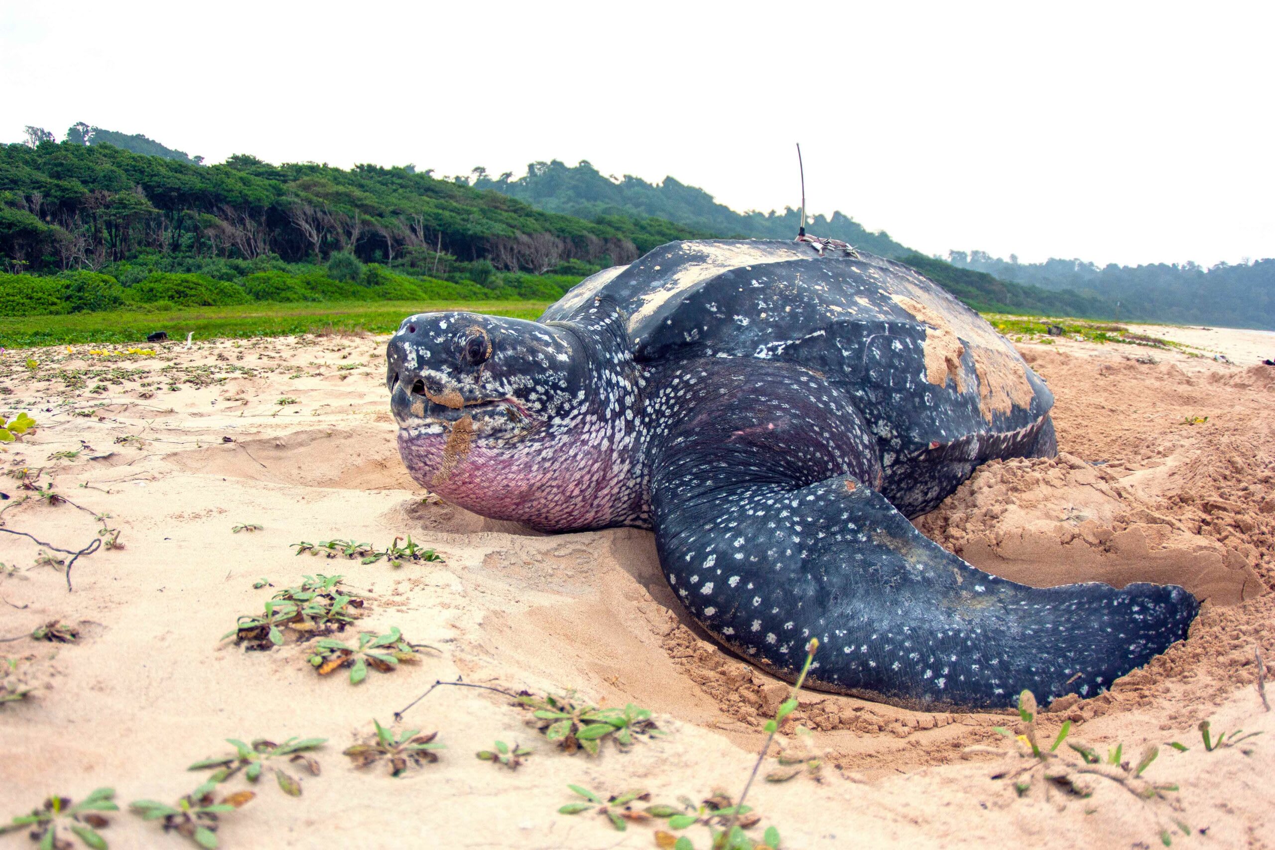 Leatherback Sea Turtles: Giants of Andaman and Nicobar Islands | RoundGlass  | Sustain