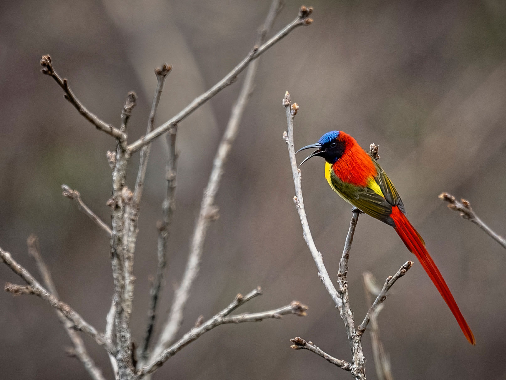 For Love of Nectar The Dazzling Sunbirds of India RoundGlass Sustain