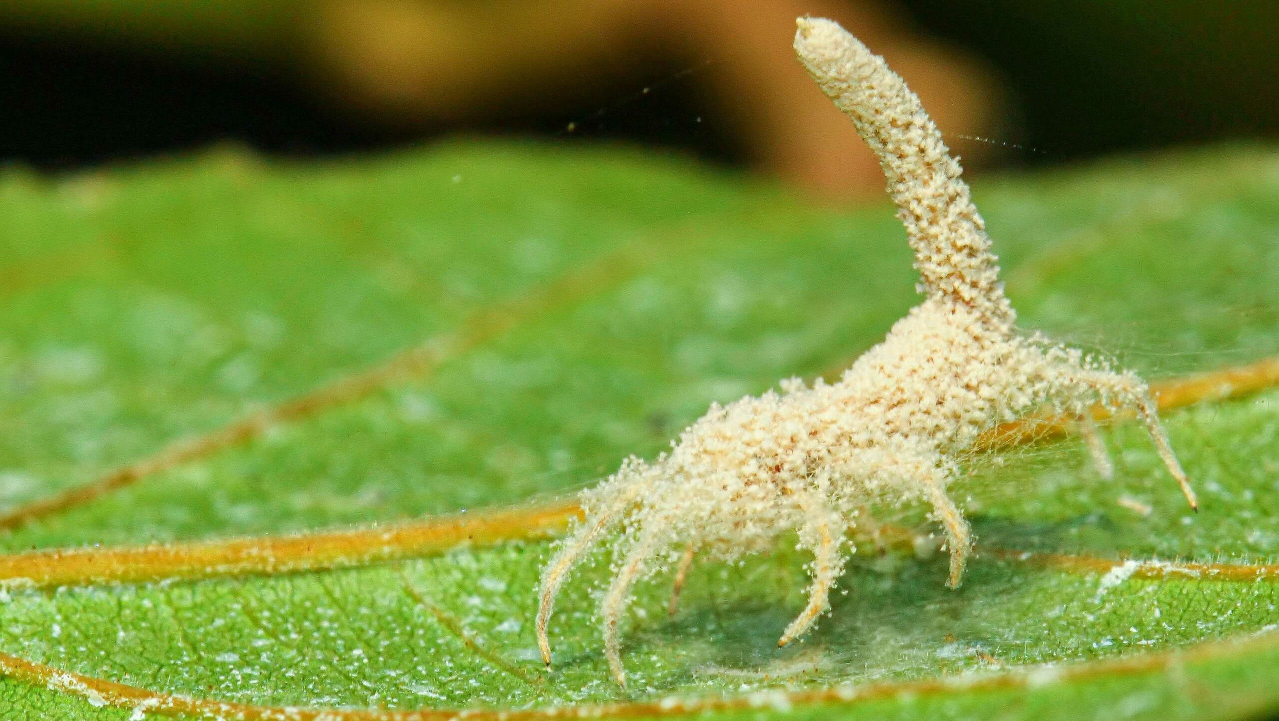 Close Encounters with the Zombie Fungus RoundGlass Sustain