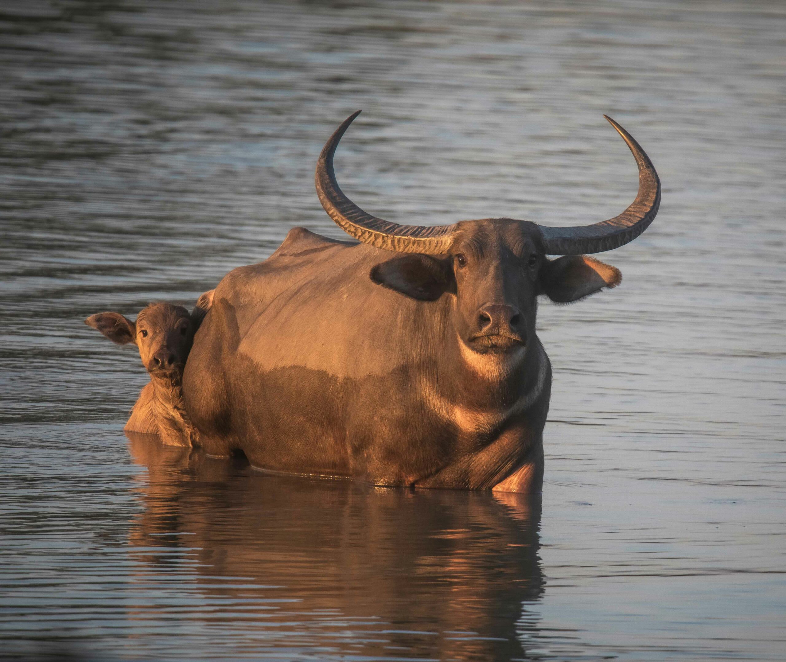 Wild Buffalo Faces Race Against Extinction in Chhattisgarh RoundGlass