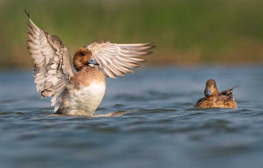 gujarat-jamnagar-eurasian-wigeon-with-wings-flapping