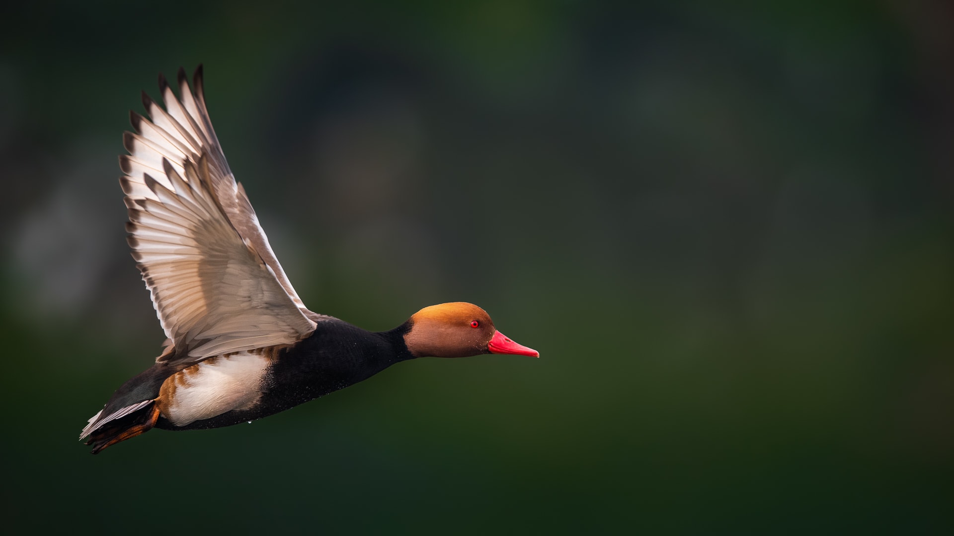 west-bengal-purbasthali-red-crested-pochard-male-in-flight