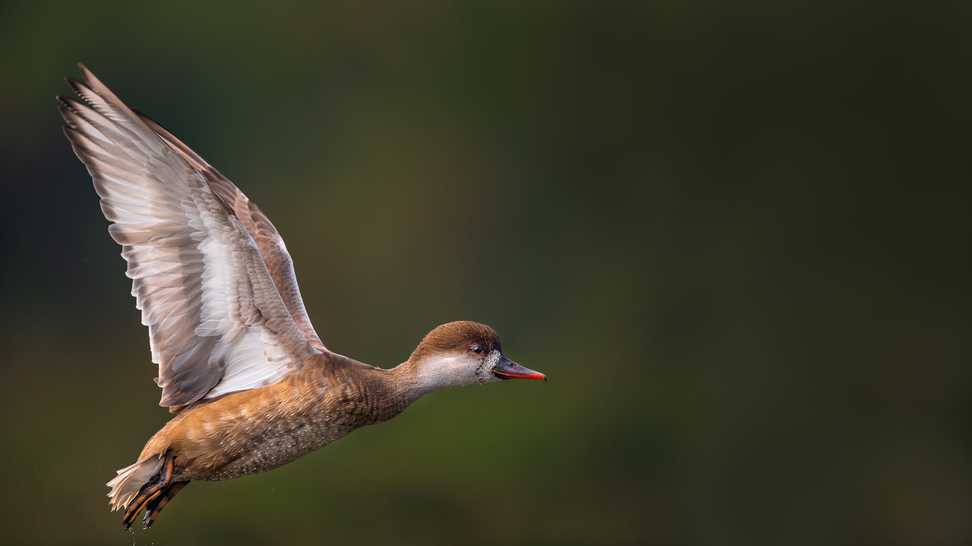west-bengal-purbasthali-red-crested-pochard-female-in-flight