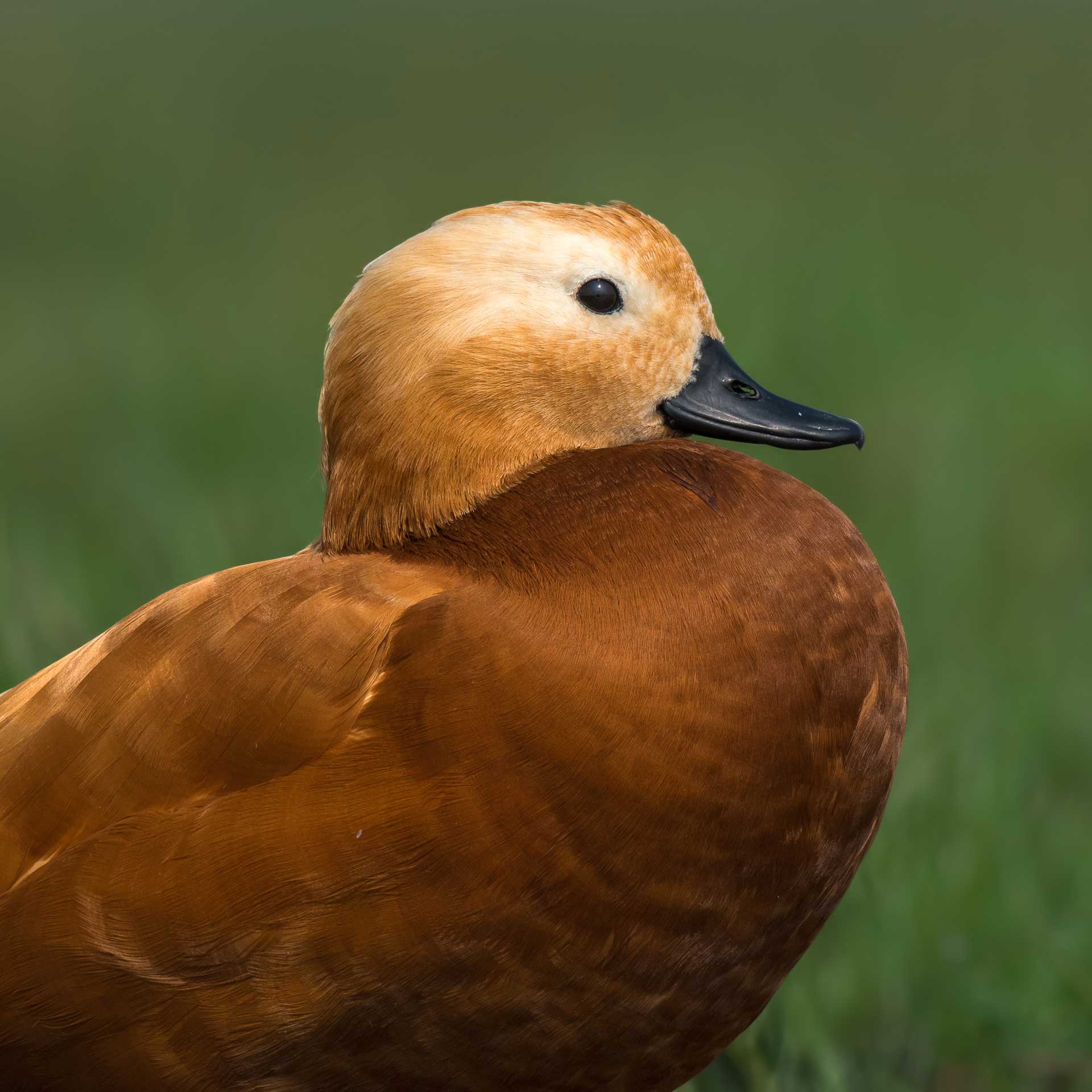odisha-ruddy-shelduck-close-up