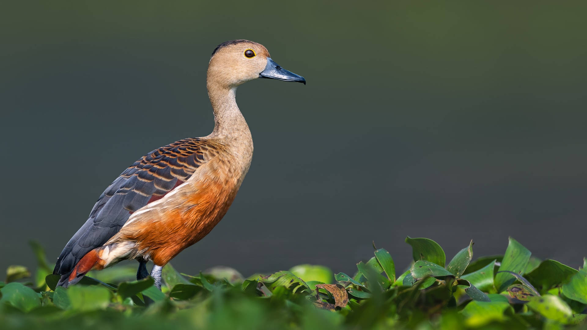 Perhaps the most cheerful of our resident ducks is the lesser-whistling teal (Dendrocygna javanica), a smallish cinnamon-coloured duck with an upright posture and a cheeky schoolboy “seasick-seasick” whistle, usually given on the wing. Photo: Abhishek Das 