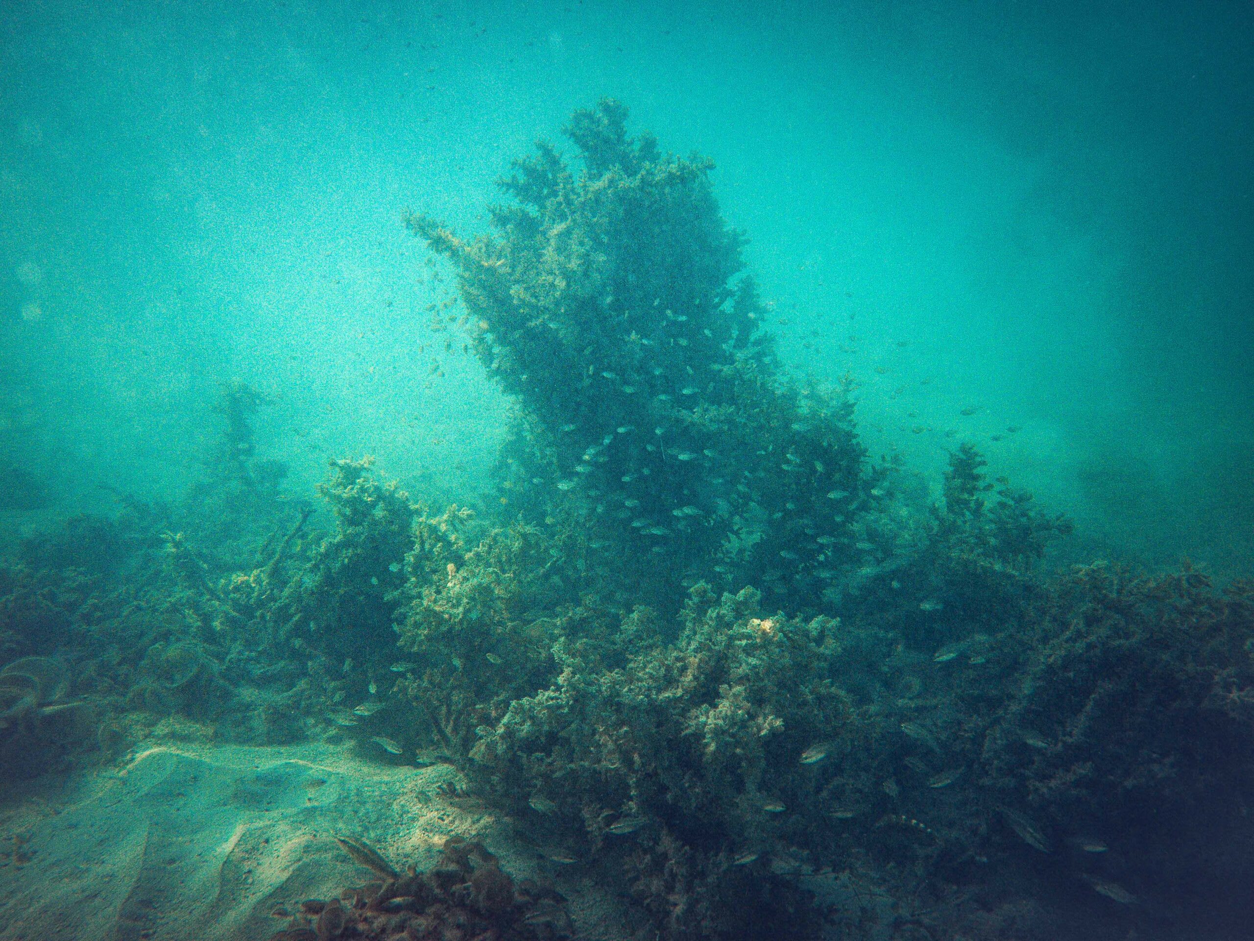 Sargassum during high tide