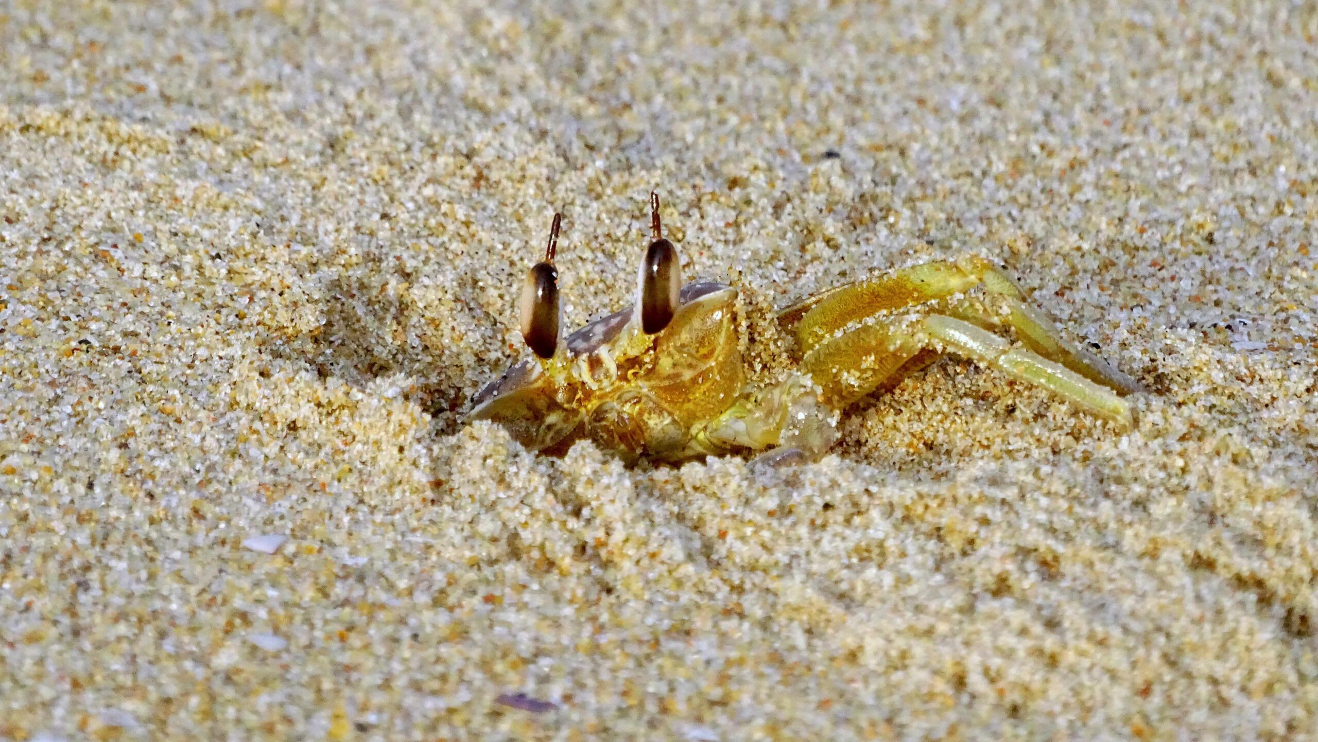 Horn-eyed ghost crab