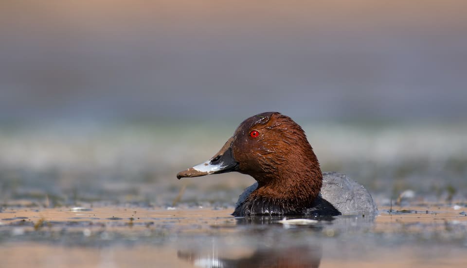Upclose with a Common Pochard Aythya ferina