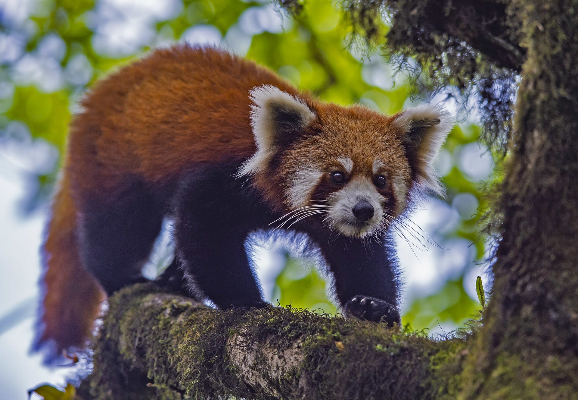 Восточные Гималаи Индии