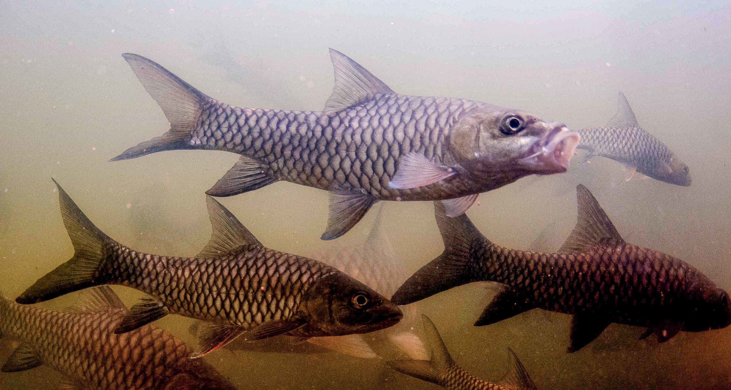 Protecting the Sacred Fish of the Cauvery