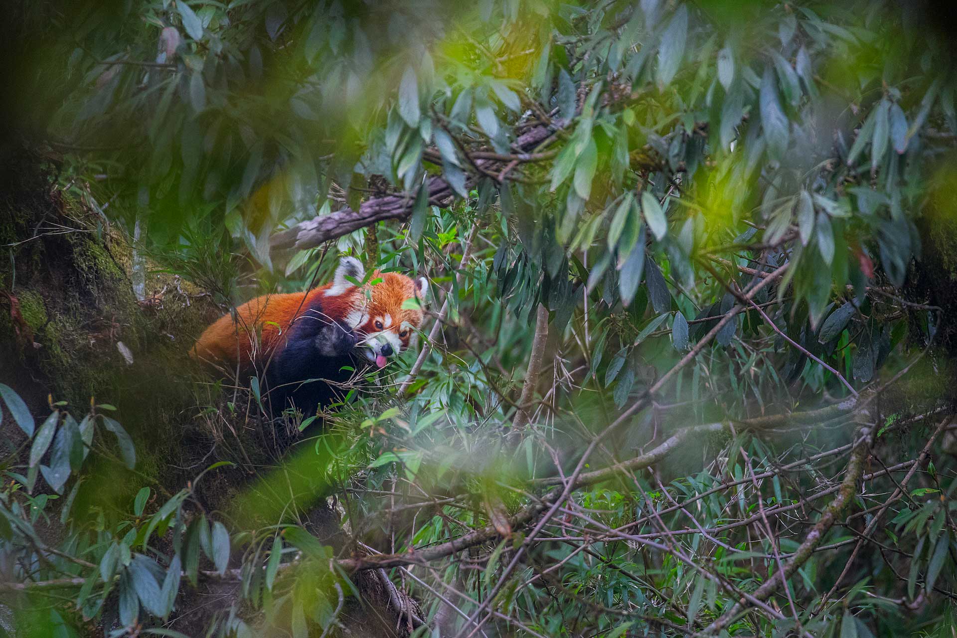 Red Panda Vanishing Flame Of The Himalayas Roundglass Sustain Red Panda Vanishing Flame Of The Himalayas Roundglass Sustain