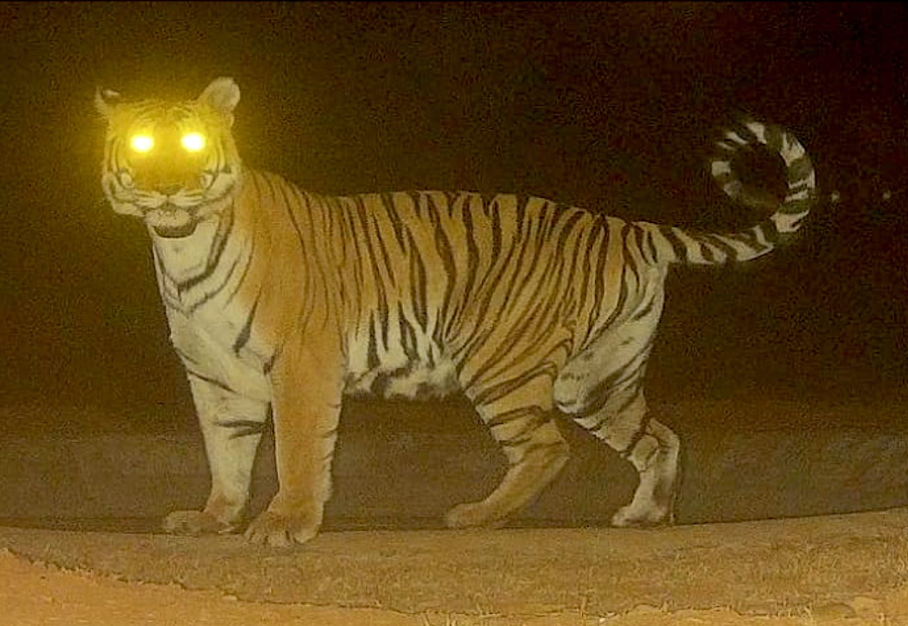 Tigress Travels Record Distance in Central India