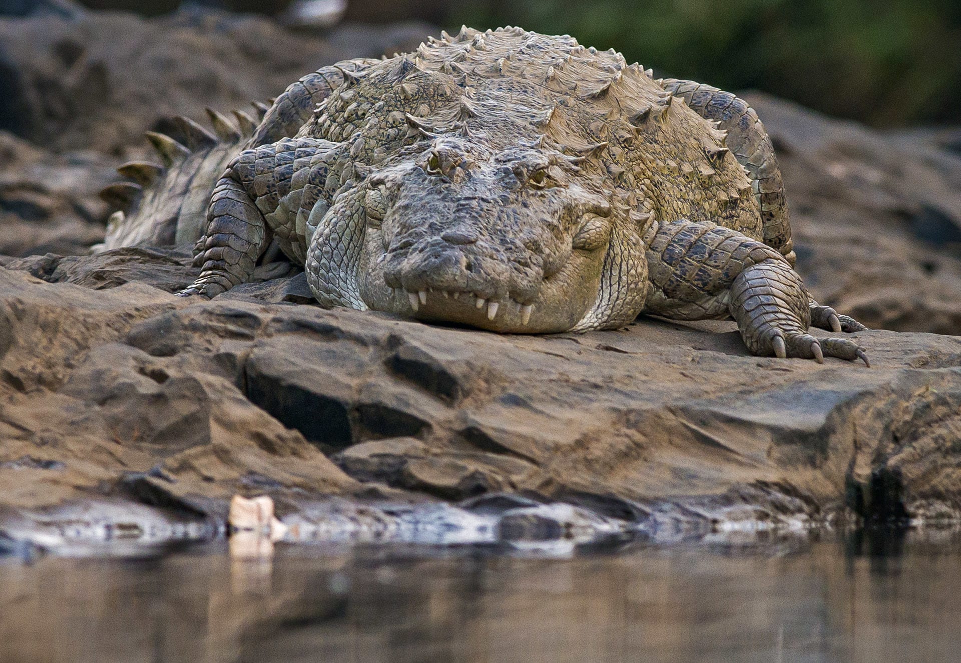 Mugger: River Monster or Peaceful Giant?