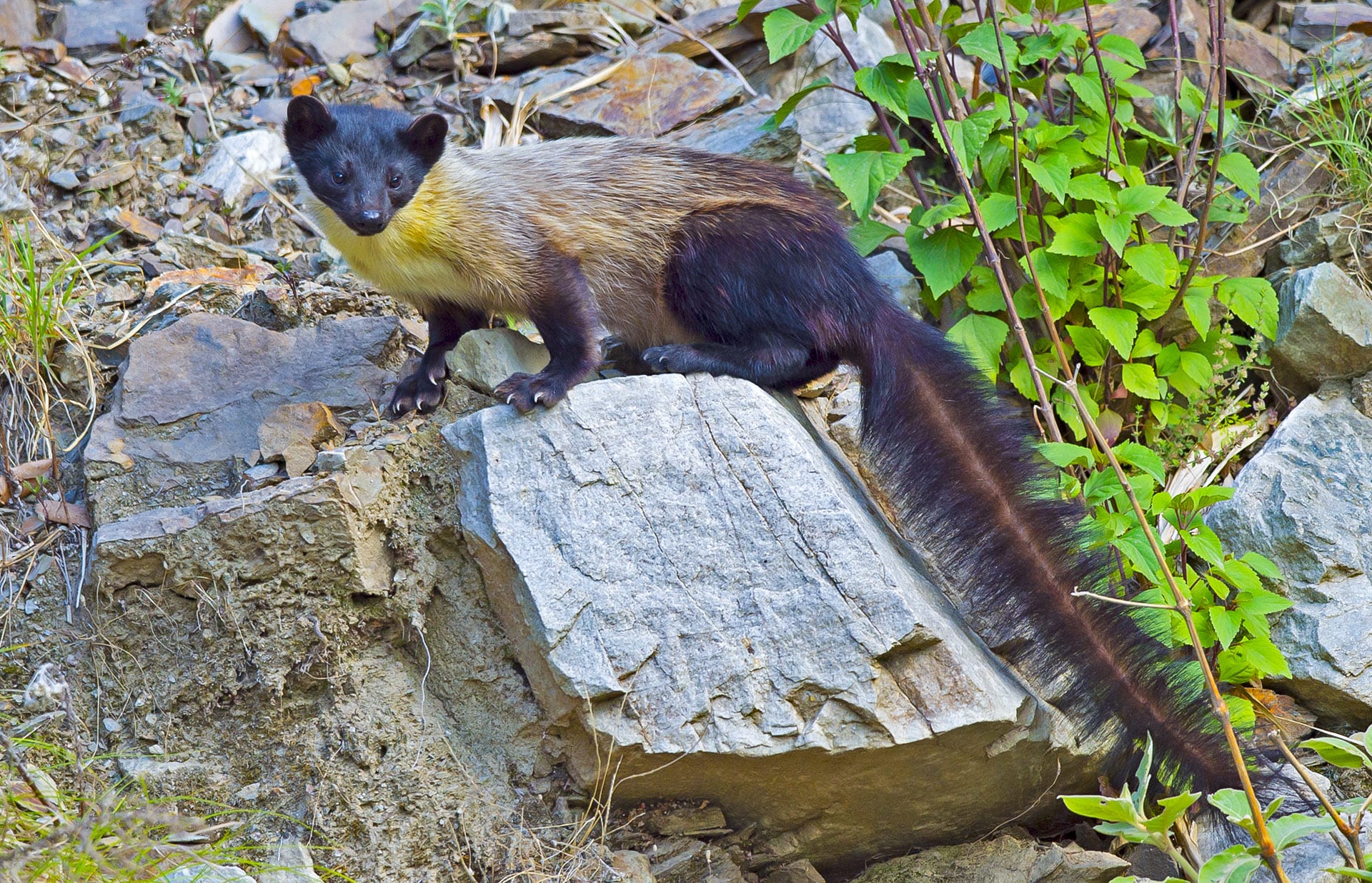 Yellow-throated Marten: Feisty, Fearless Predator of the Himalayas