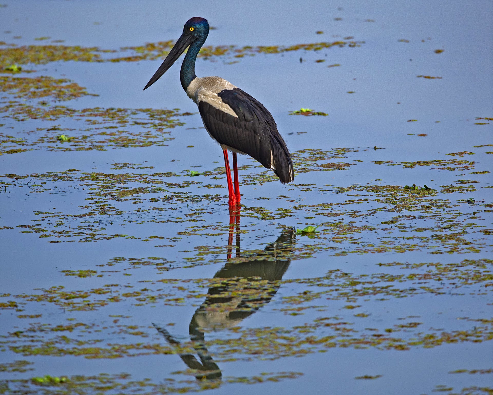 Black-necked Stork in the Eye of the Marsh
