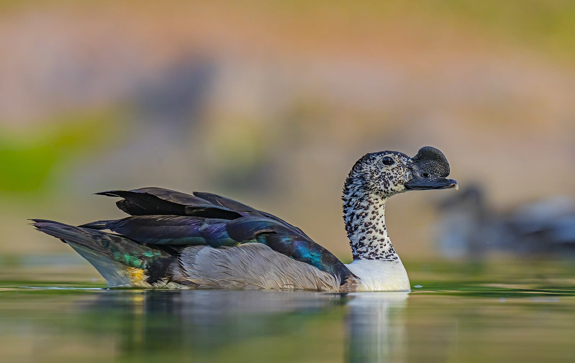 comb-duck-knob-billed-duck-male-swimming