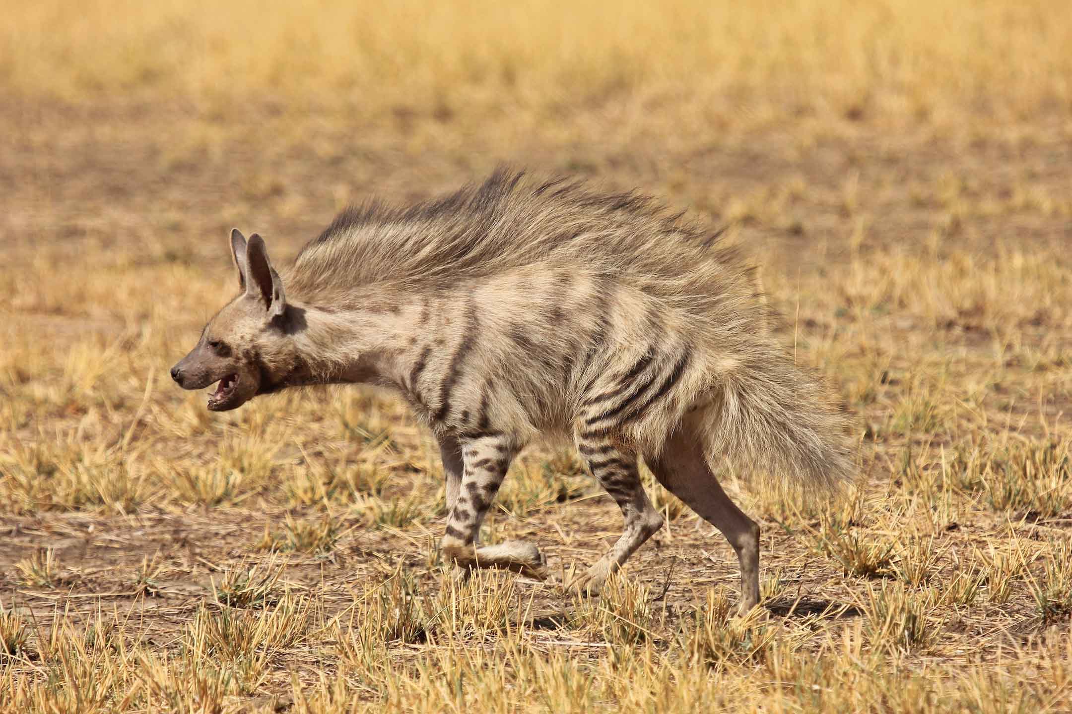 Not the Witch’s Steed: Why the Hyena is India’s Most Misunderstood Predator