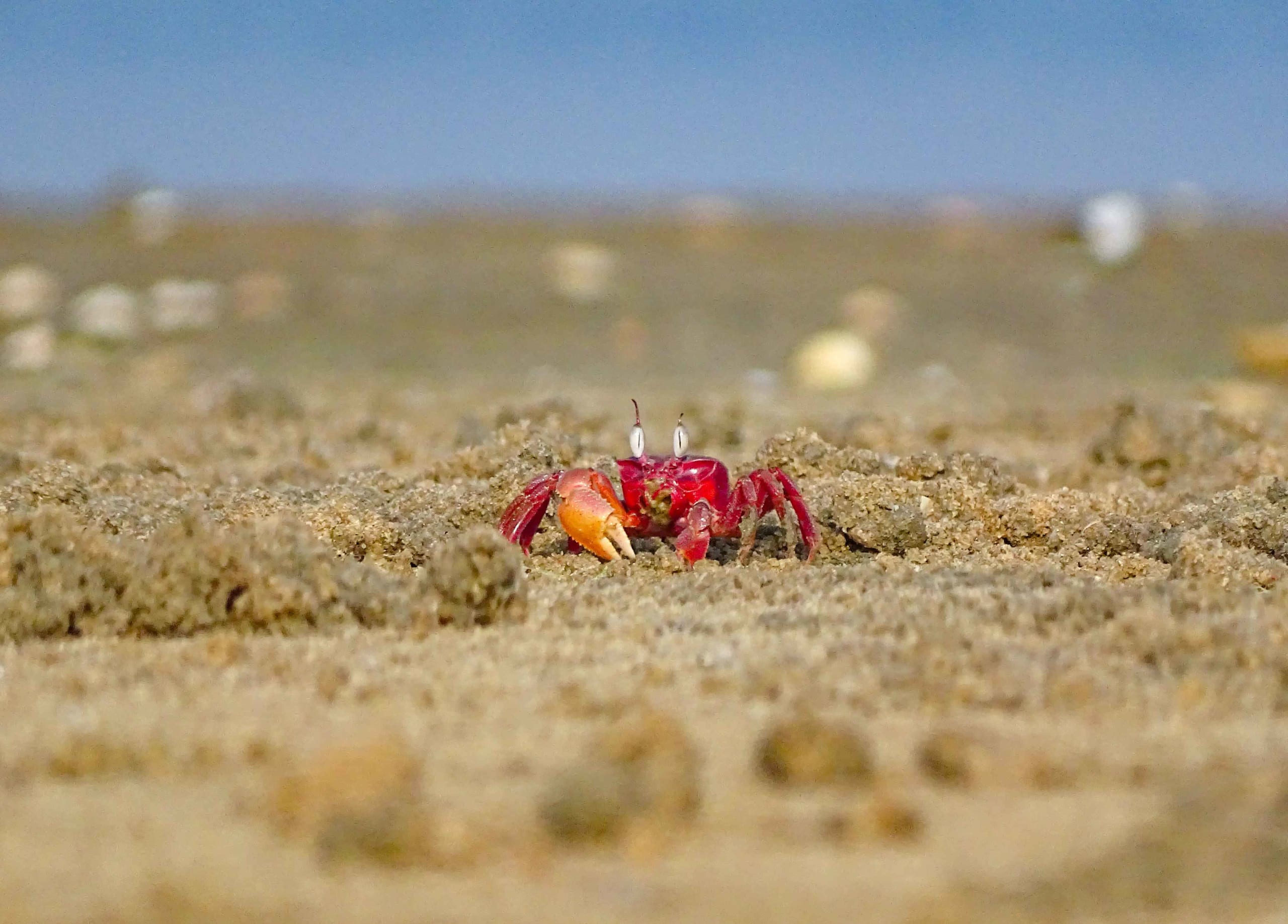 Sand Scavengers: Ghost Crabs in the Intertidal Zone of Chennai’s Elliot’s Beach